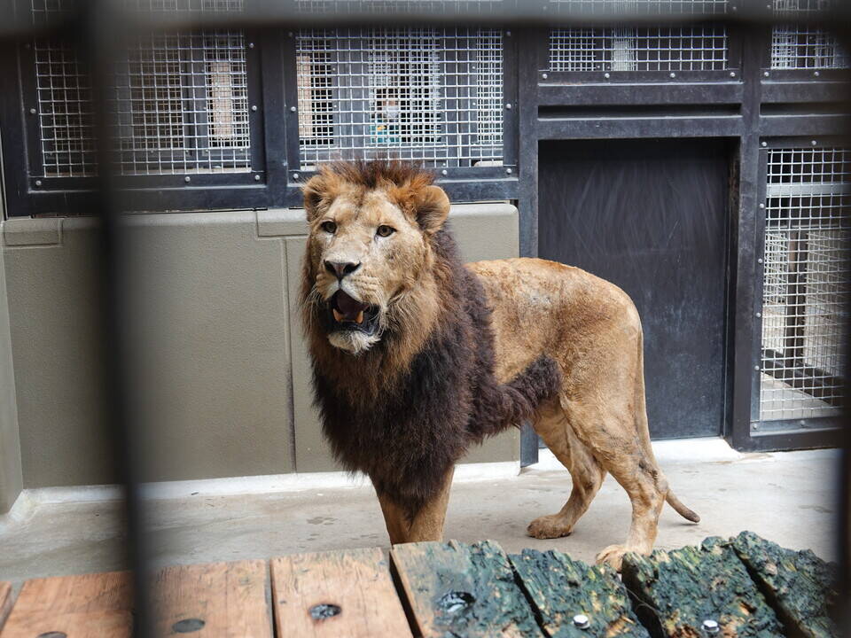 ライオンのシドウが来園しました アフリカのサバンナ ズーラシア よこはま動物園ズーラシア公式サイト 公益財団法人 横浜市緑の協会 ライオンのシドウが来園しました アフリカのサバンナ ズーラシア よこはま動物園ズーラシア公式サイト 公益財団法人 横浜市緑の協会