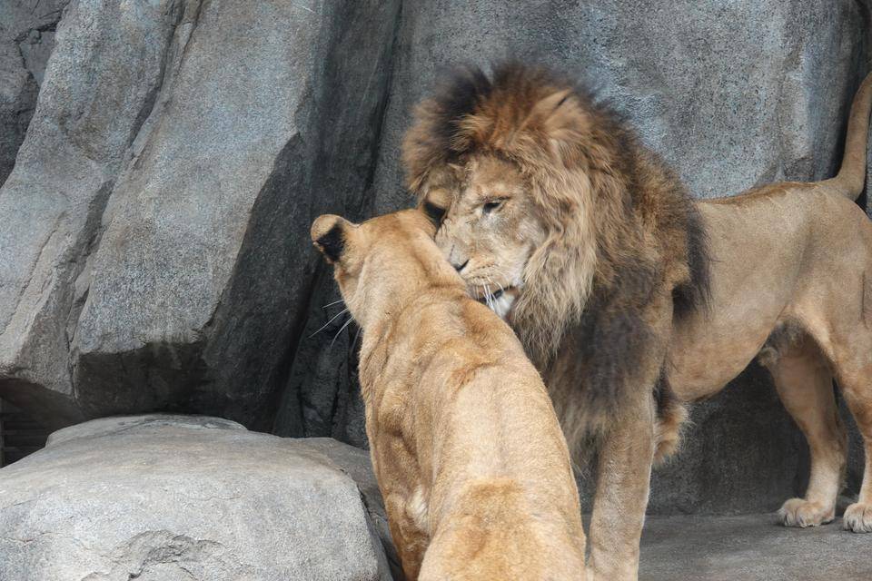 群れ飼育と展示について アフリカのサバンナ ズーラシア よこはま動物園ズーラシア公式サイト 公益財団法人 横浜市緑の協会