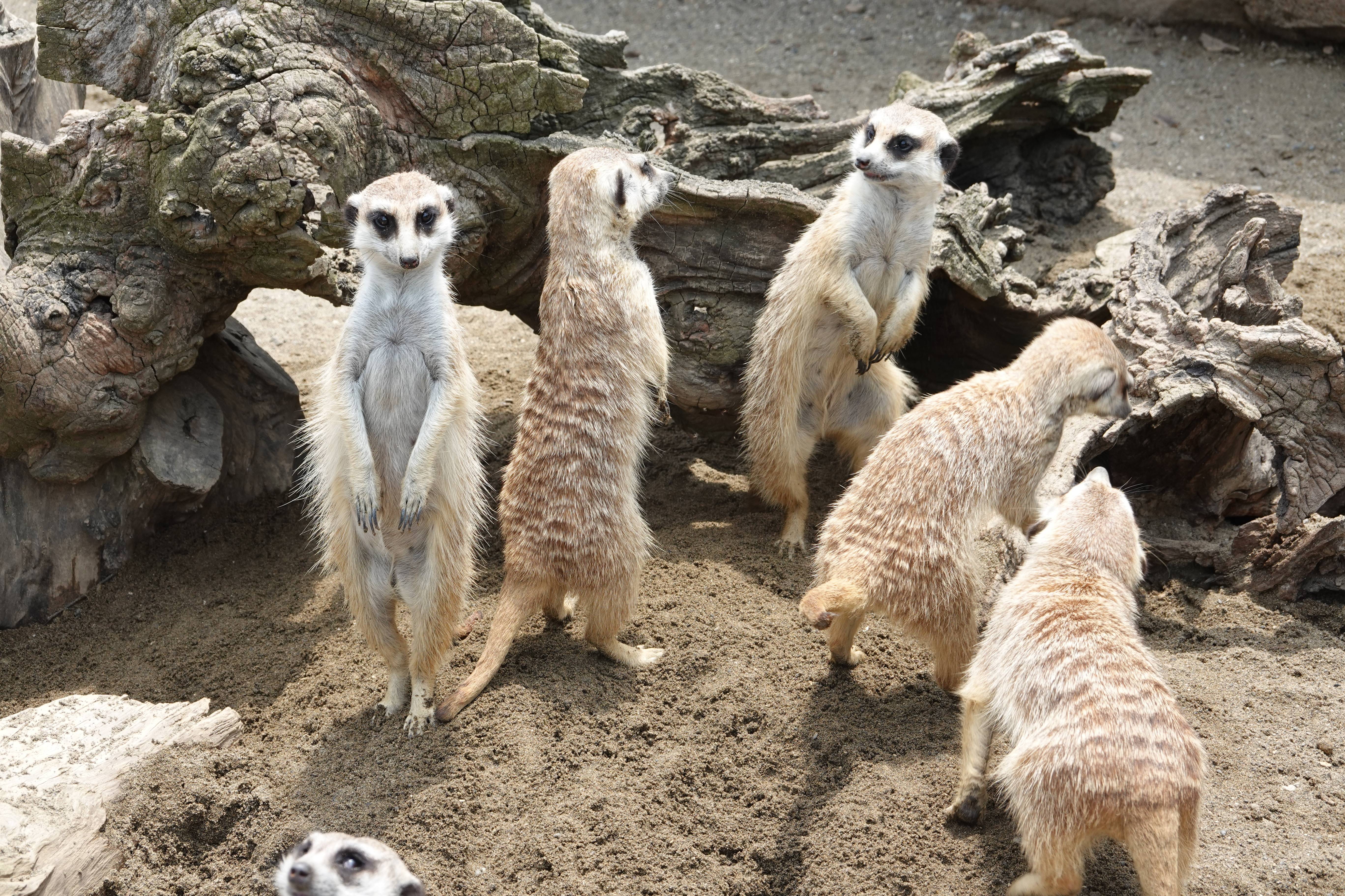 ミーアキャットの群れ アフリカのサバンナ ズーラシア よこはま動物園ズーラシア公式サイト 公益財団法人 横浜市緑の協会 ミーアキャットの群れ アフリカのサバンナ ズーラシア よこはま動物園ズーラシア公式サイト 公益財団法人 横浜市緑の協会