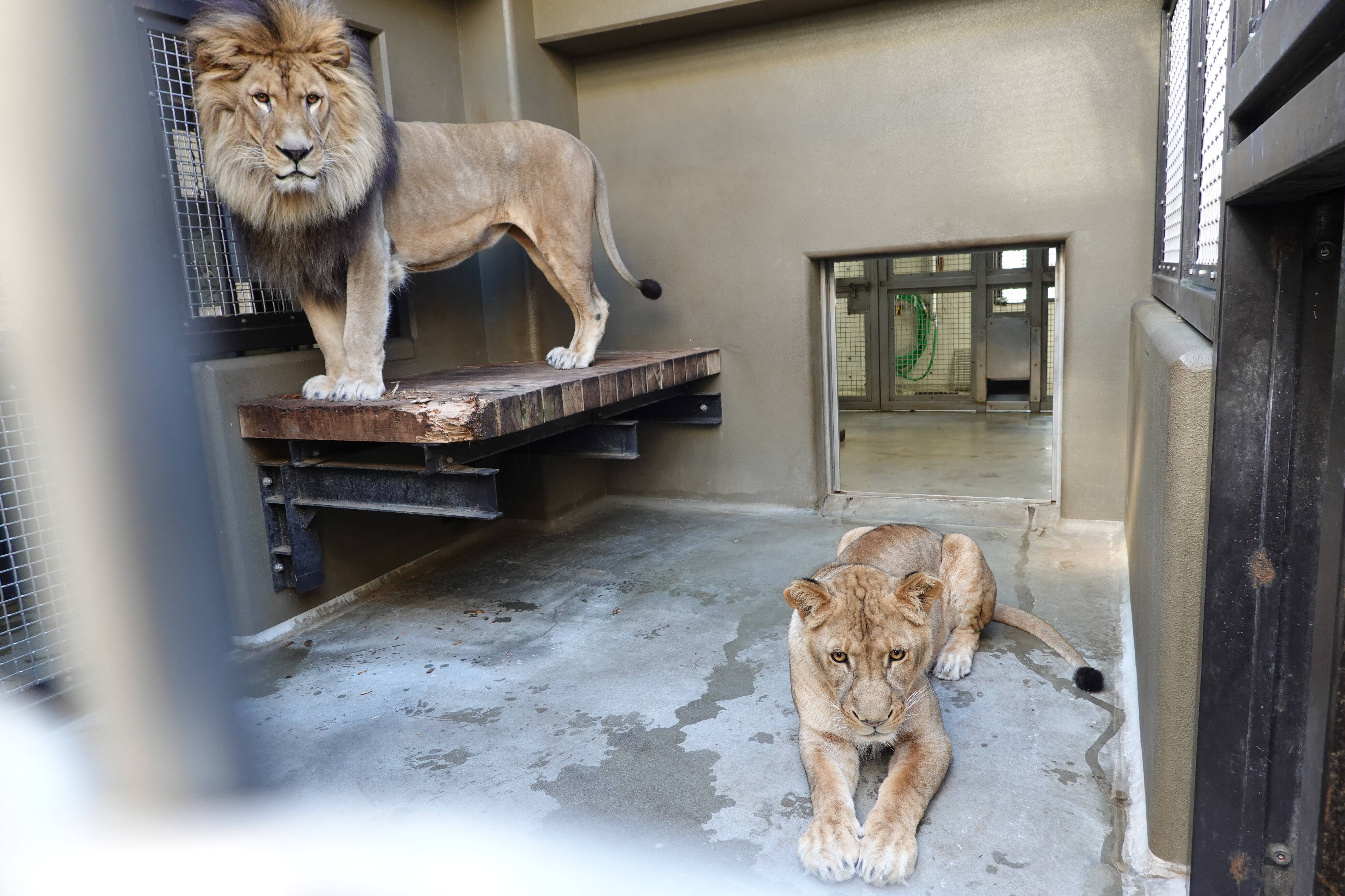 同居の近況とぶるぶる アフリカのサバンナ ズーラシア よこはま動物園ズーラシア公式サイト 公益財団法人 横浜市緑の協会