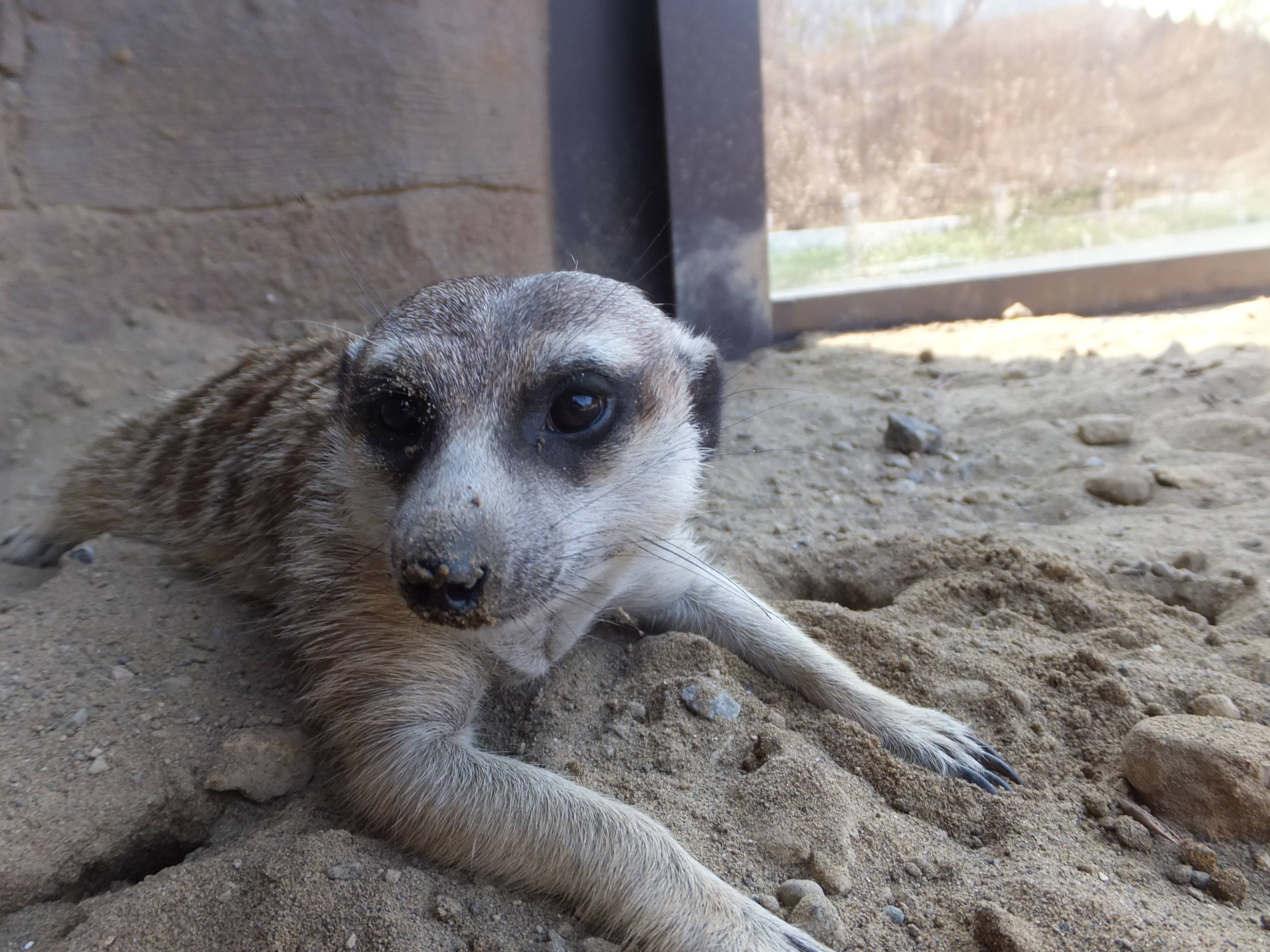 ミーアキャットの群れ アフリカのサバンナ ズーラシア よこはま動物園ズーラシア公式サイト 公益財団法人 横浜市緑の協会 ミーアキャットの群れ アフリカのサバンナ ズーラシア よこはま動物園ズーラシア公式サイト 公益財団法人 横浜市緑の協会