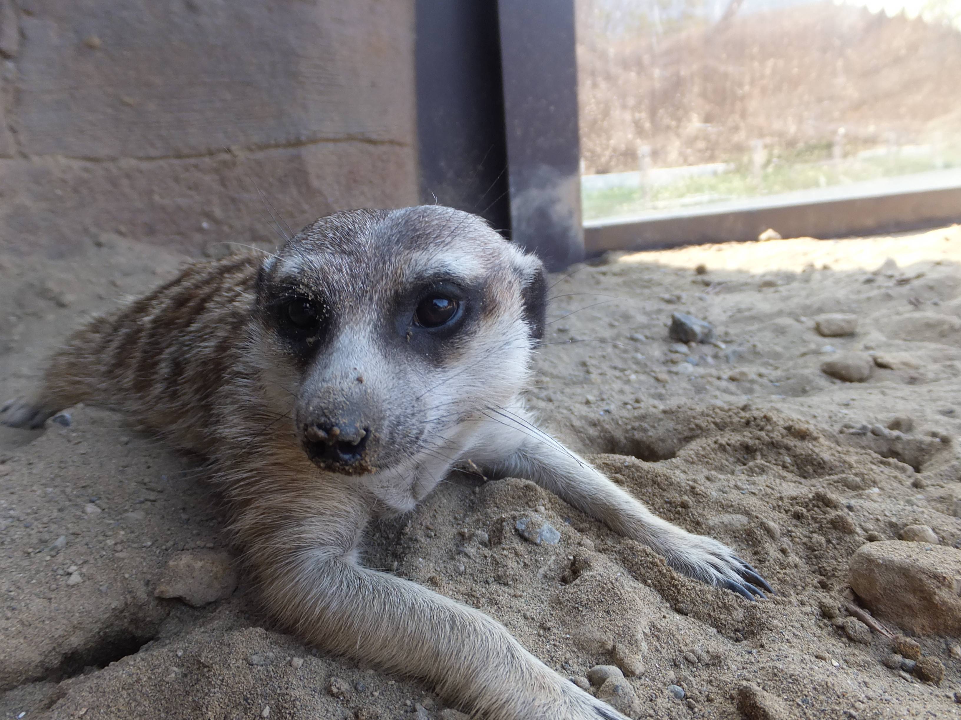 ミーアキャットの群れ アフリカのサバンナ ズーラシア よこはま動物園ズーラシア公式サイト 公益財団法人 横浜市緑の協会