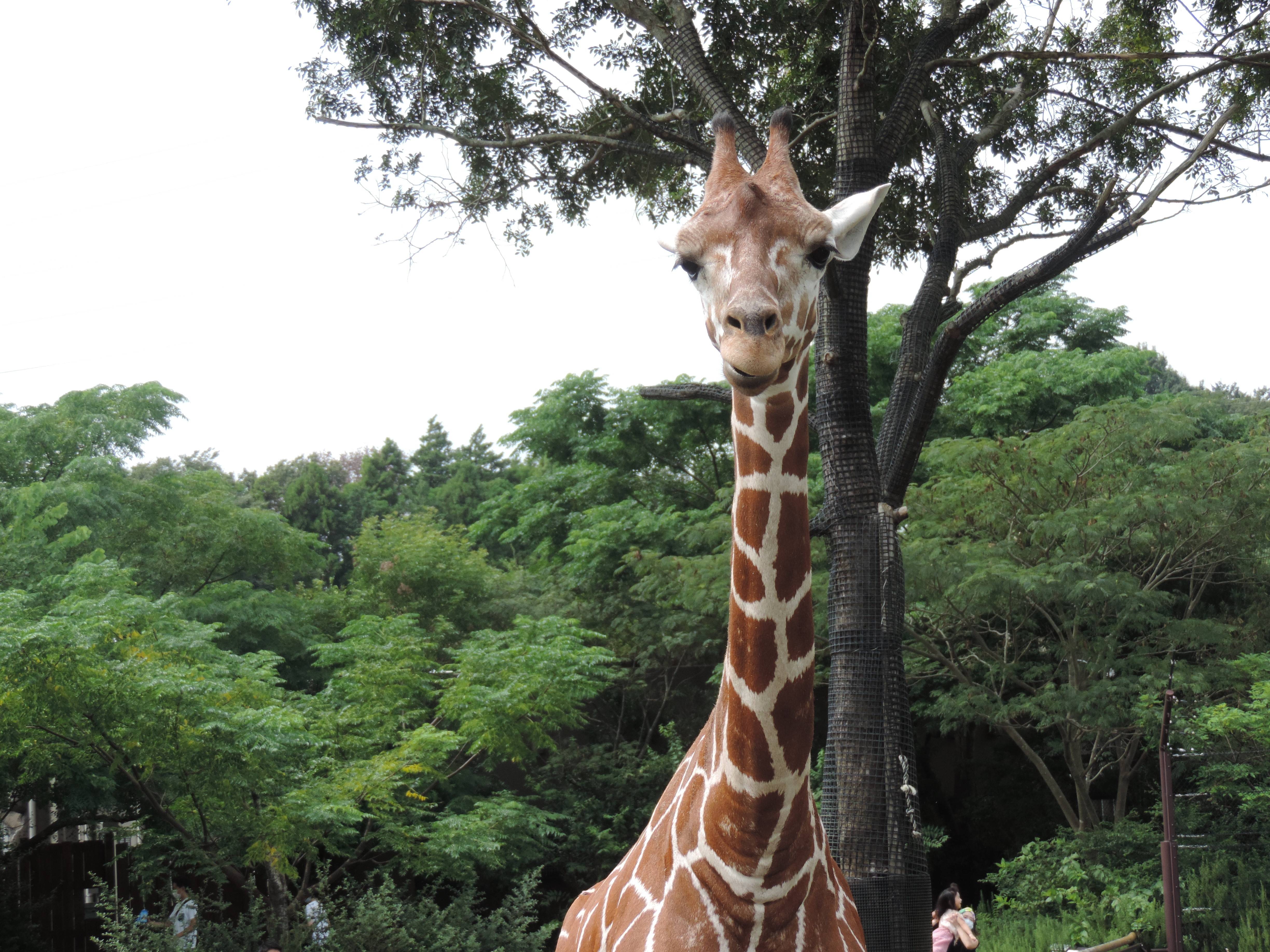 キリンの色々な毛 アフリカのサバンナ ズーラシア よこはま動物園ズーラシア公式サイト 公益財団法人 横浜市緑の協会