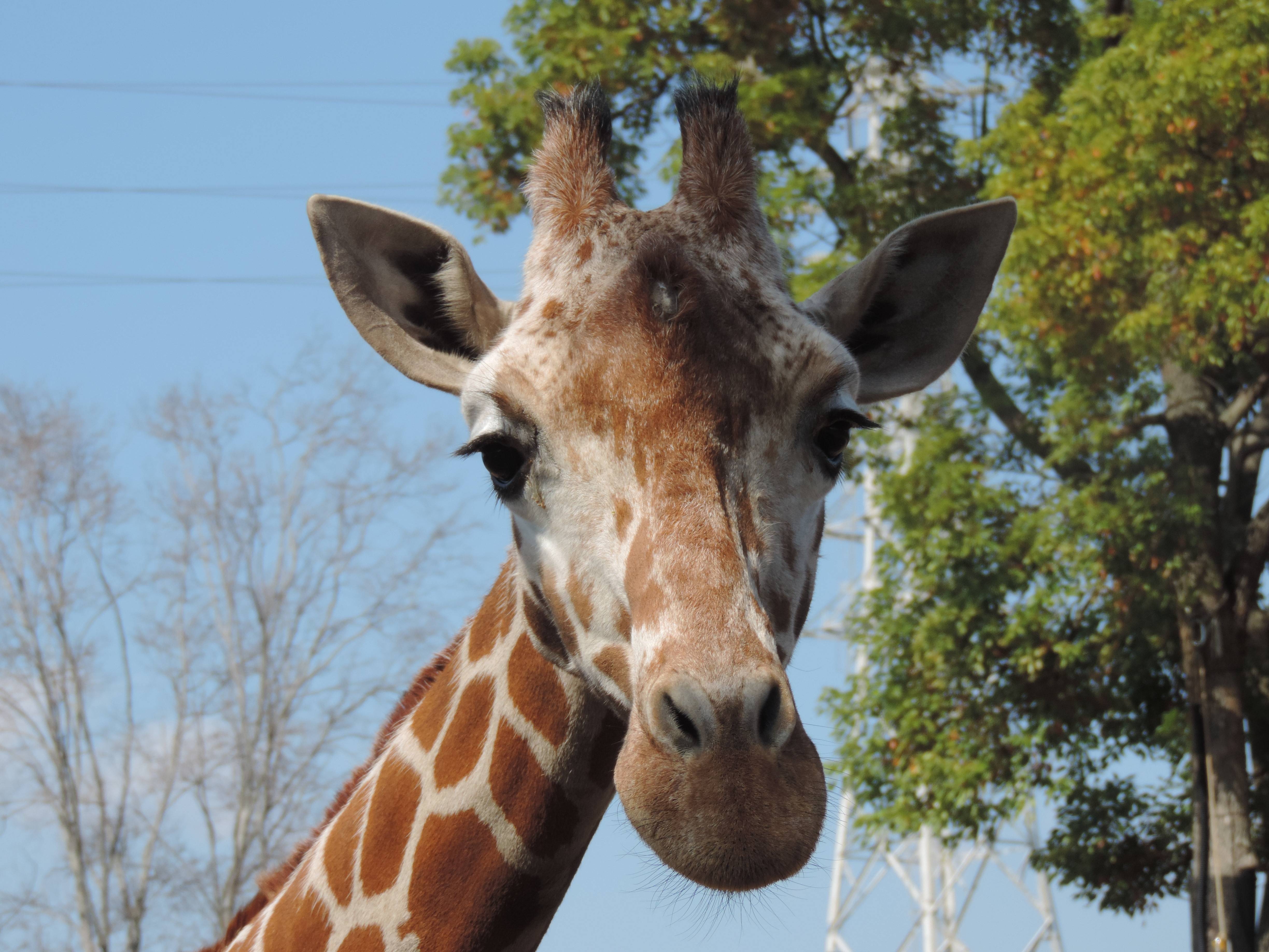 キリンの色々な毛 アフリカのサバンナ ズーラシア よこはま動物園ズーラシア公式サイト 公益財団法人 横浜市緑の協会