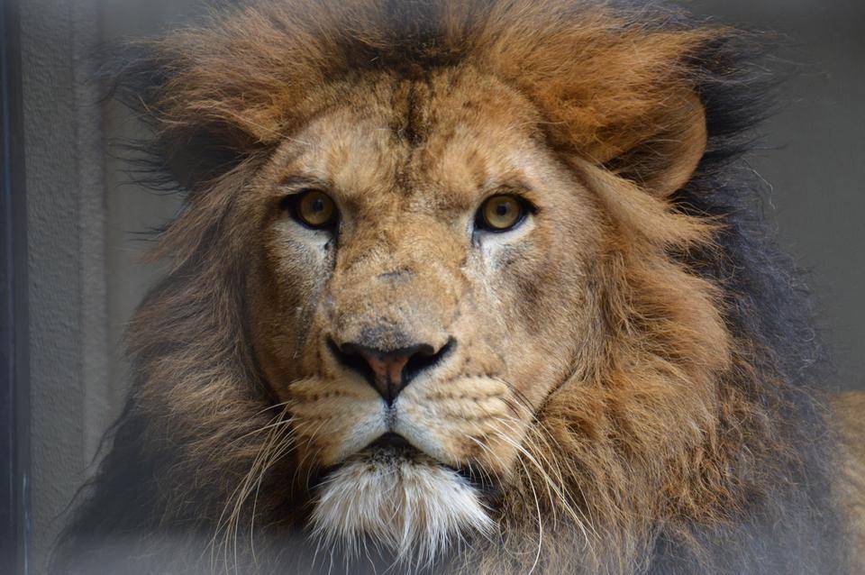 全部食べて欲しいな アフリカのサバンナ ズーラシア よこはま動物園ズーラシア公式サイト 公益財団法人 横浜市緑の協会