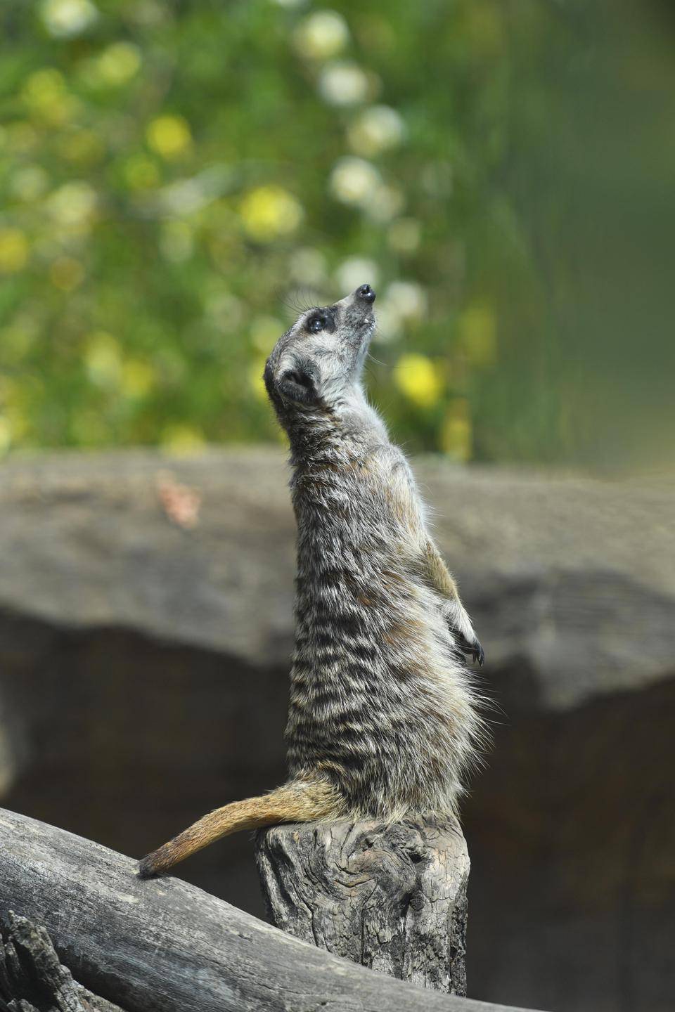 いってらっしゃい ダイとリン アフリカのサバンナ ズーラシア よこはま動物園ズーラシア公式サイト 公益財団法人 横浜市緑の協会