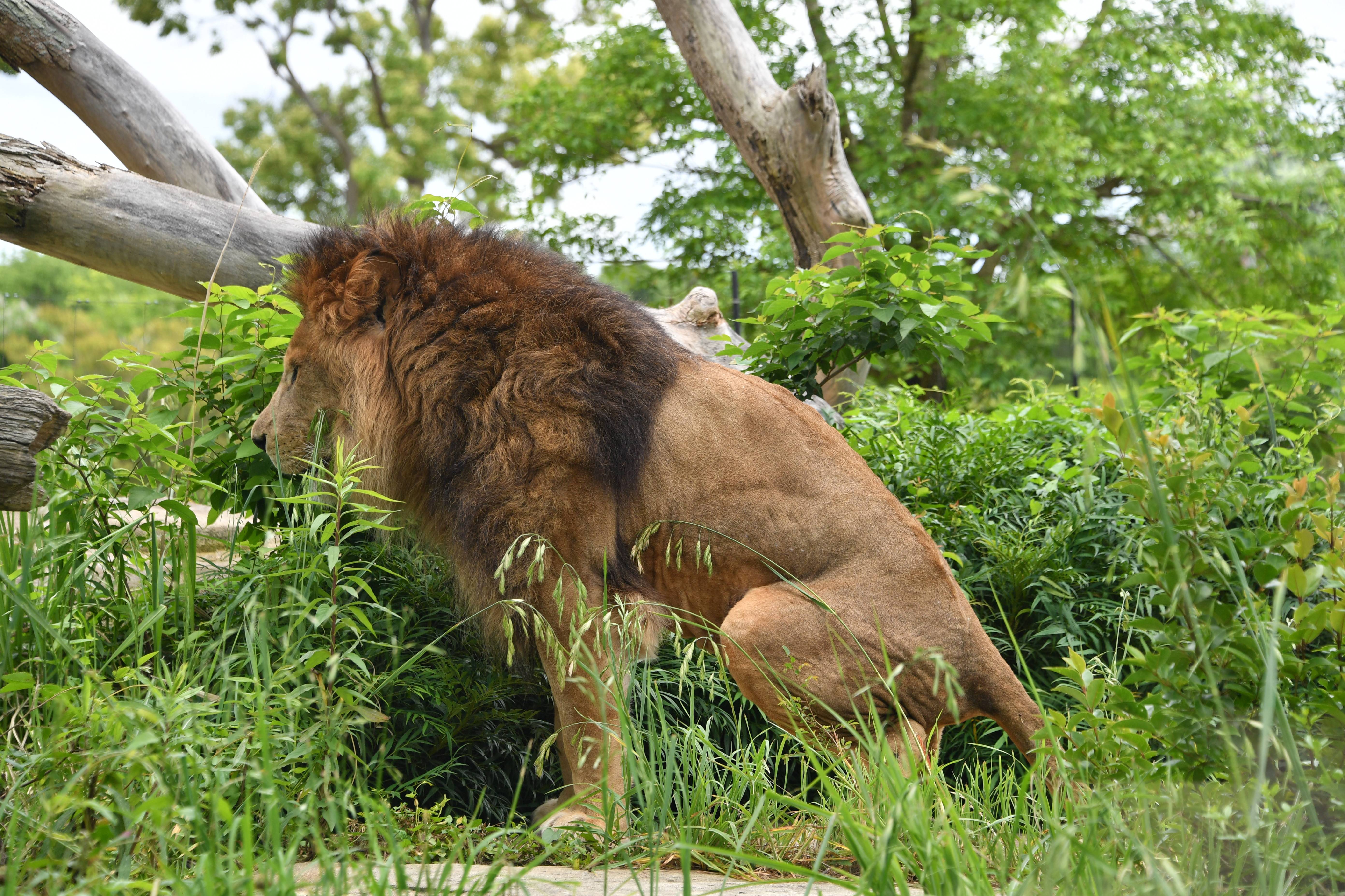 うんち アフリカのサバンナ ズーラシア よこはま動物園ズーラシア公式サイト 公益財団法人 横浜市緑の協会 うんち アフリカのサバンナ ズーラシア よこはま動物園ズーラシア公式サイト 公益財団法人 横浜市緑の協会