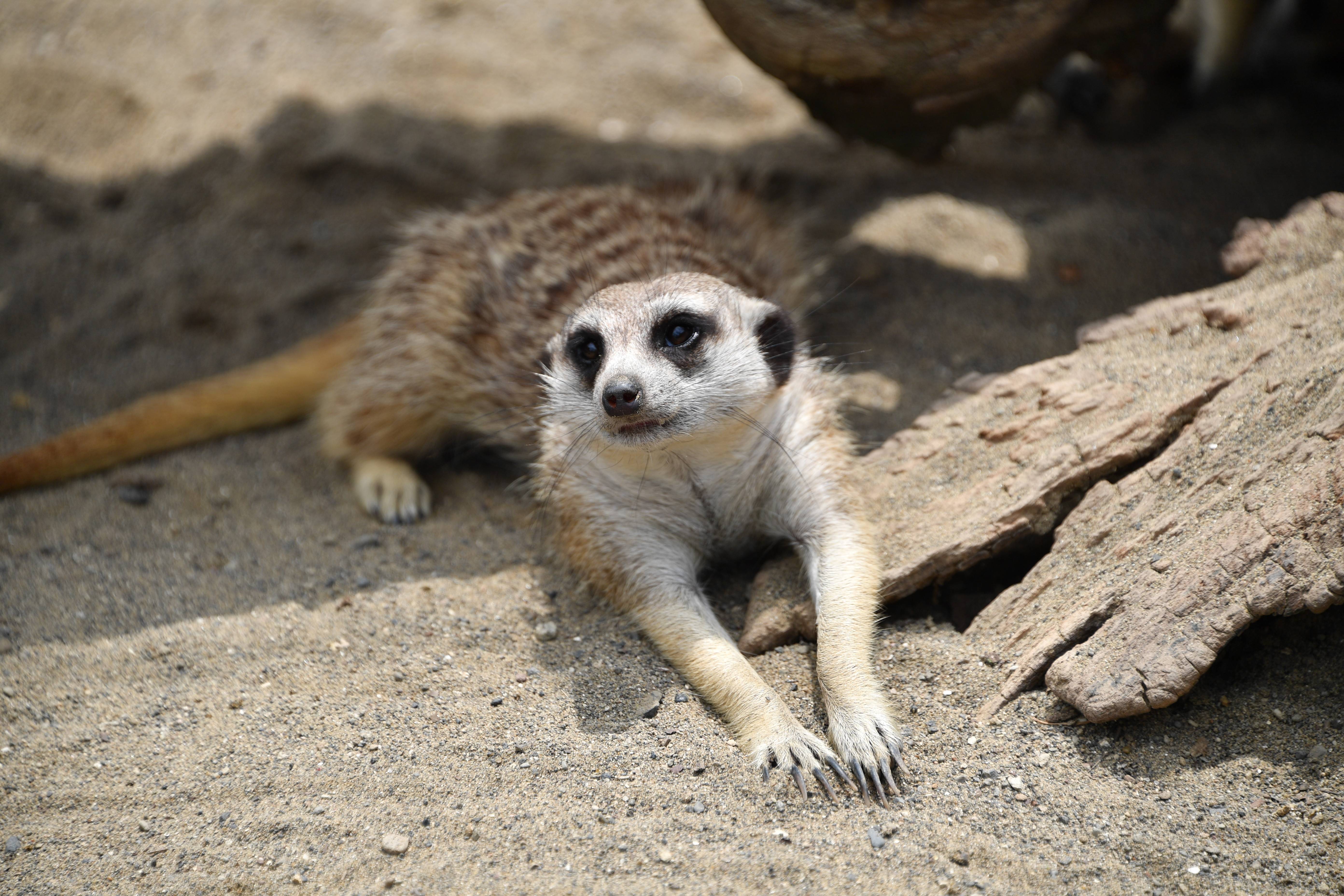 ミーアキャットの群れ アフリカのサバンナ ズーラシア よこはま動物園ズーラシア公式サイト 公益財団法人 横浜市緑の協会 ミーアキャットの群れ アフリカのサバンナ ズーラシア よこはま動物園ズーラシア公式サイト 公益財団法人 横浜市緑の協会