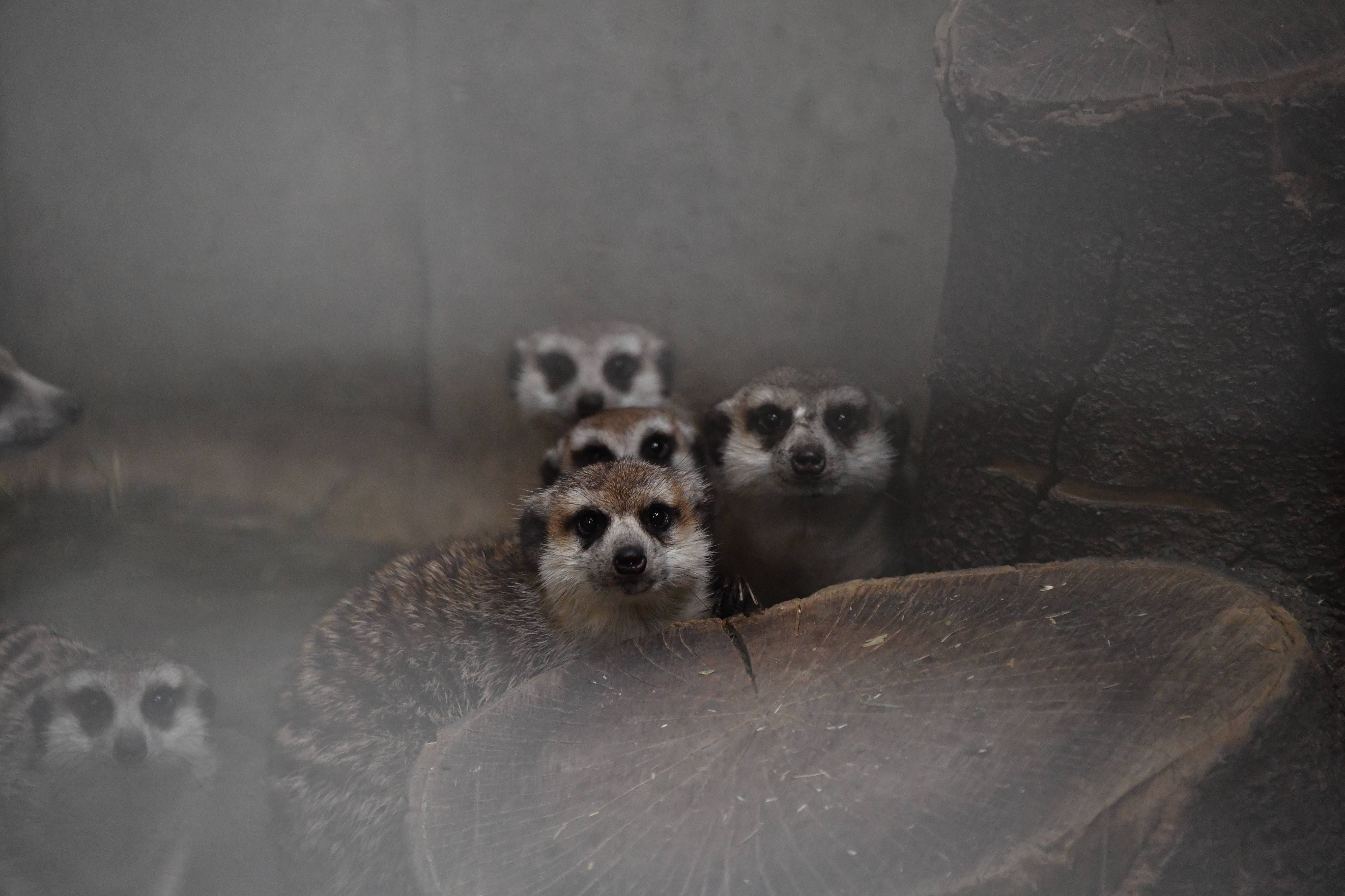 虫 はじめました アフリカのサバンナ ズーラシア よこはま動物園ズーラシア公式サイト 公益財団法人 横浜市緑の協会