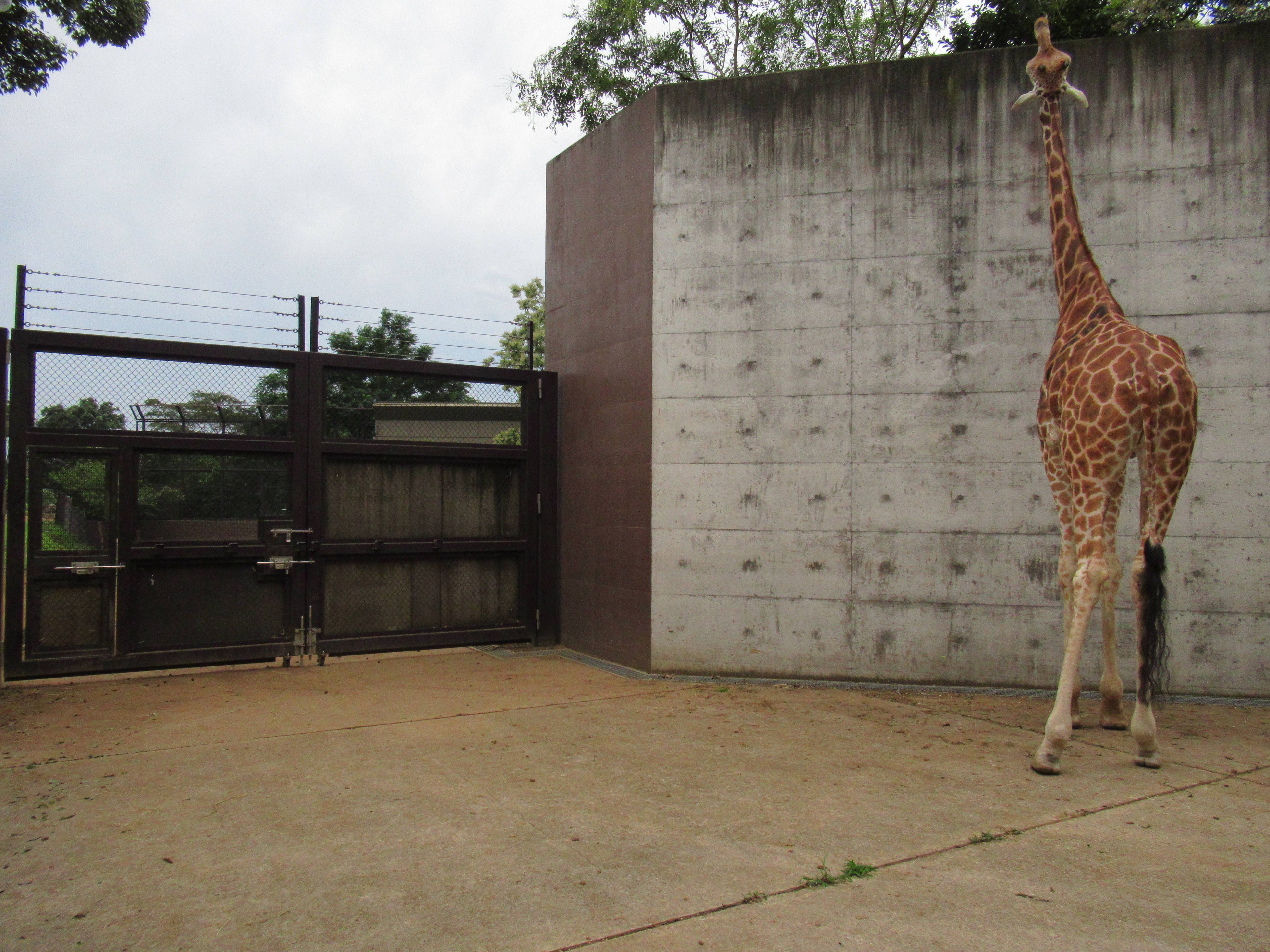 道草を食うキリン アフリカのサバンナ ズーラシア よこはま動物園ズーラシア公式サイト 公益財団法人 横浜市緑の協会