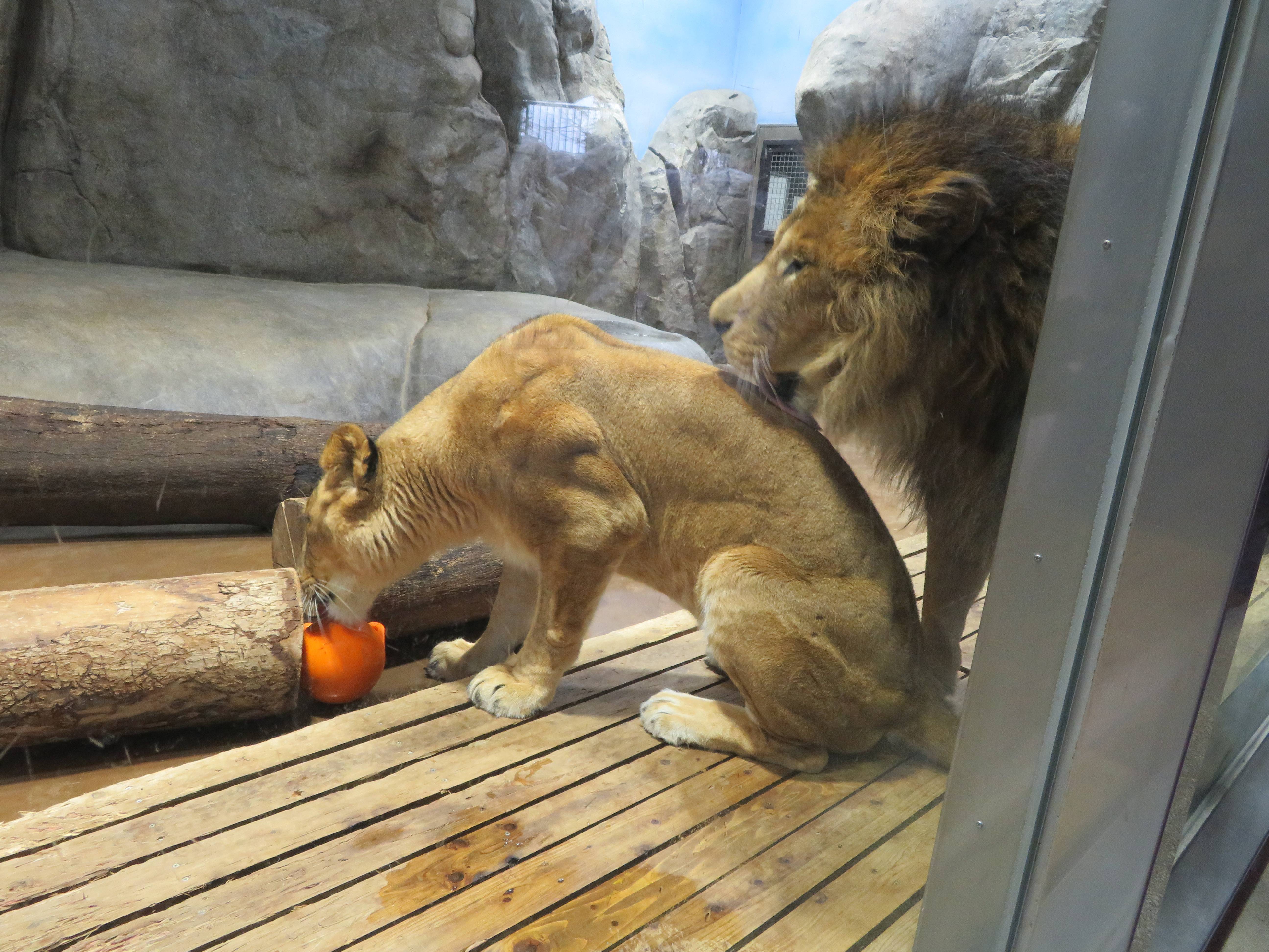 群れ飼育と展示について アフリカのサバンナ ズーラシア よこはま動物園ズーラシア公式サイト 公益財団法人 横浜市緑の協会