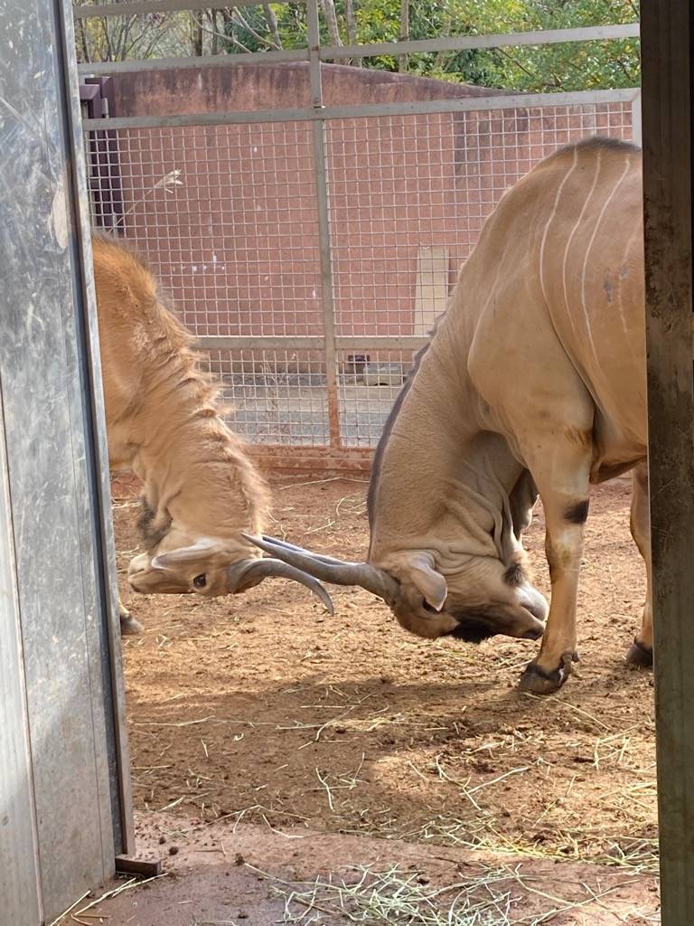 サバンナエリアの1ショットブログ その33 アフリカのサバンナ ズーラシア よこはま動物園ズーラシア公式サイト 公益財団法人 横浜市緑の協会