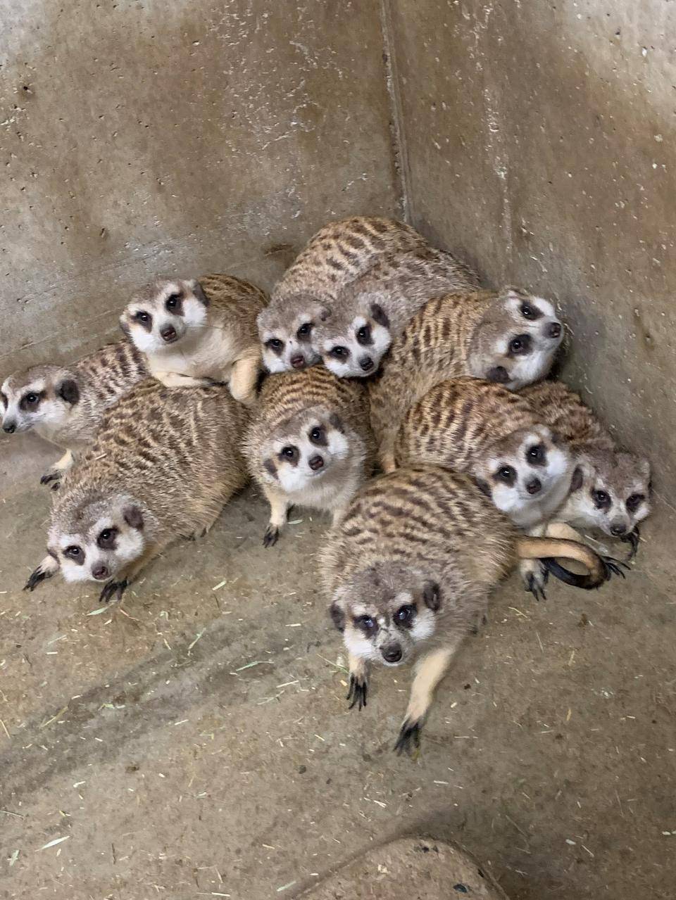 ミーアキャットの群れ アフリカのサバンナ ズーラシア よこはま動物園ズーラシア公式サイト 公益財団法人 横浜市緑の協会