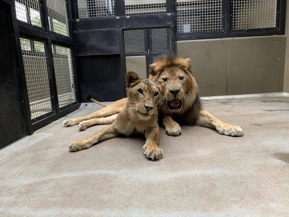 World Lion Day (｢｀・д・)｢|アフリカのサバンナ＠ズーラシア