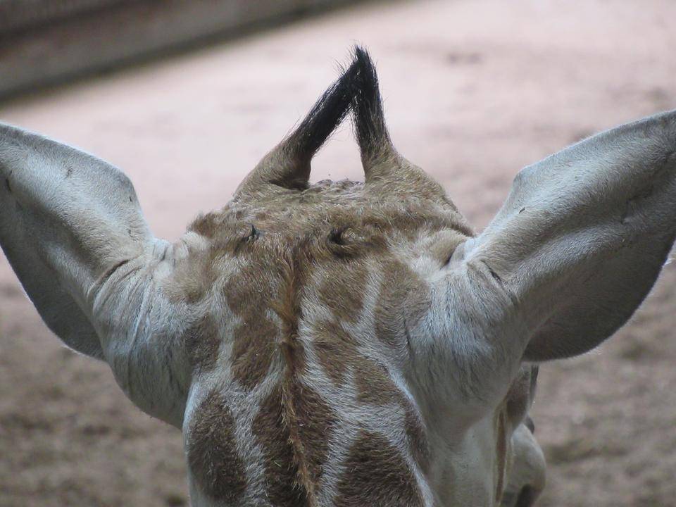 子キリンの角 アフリカのサバンナ ズーラシア よこはま動物園ズーラシア公式サイト 公益財団法人 横浜市緑の協会