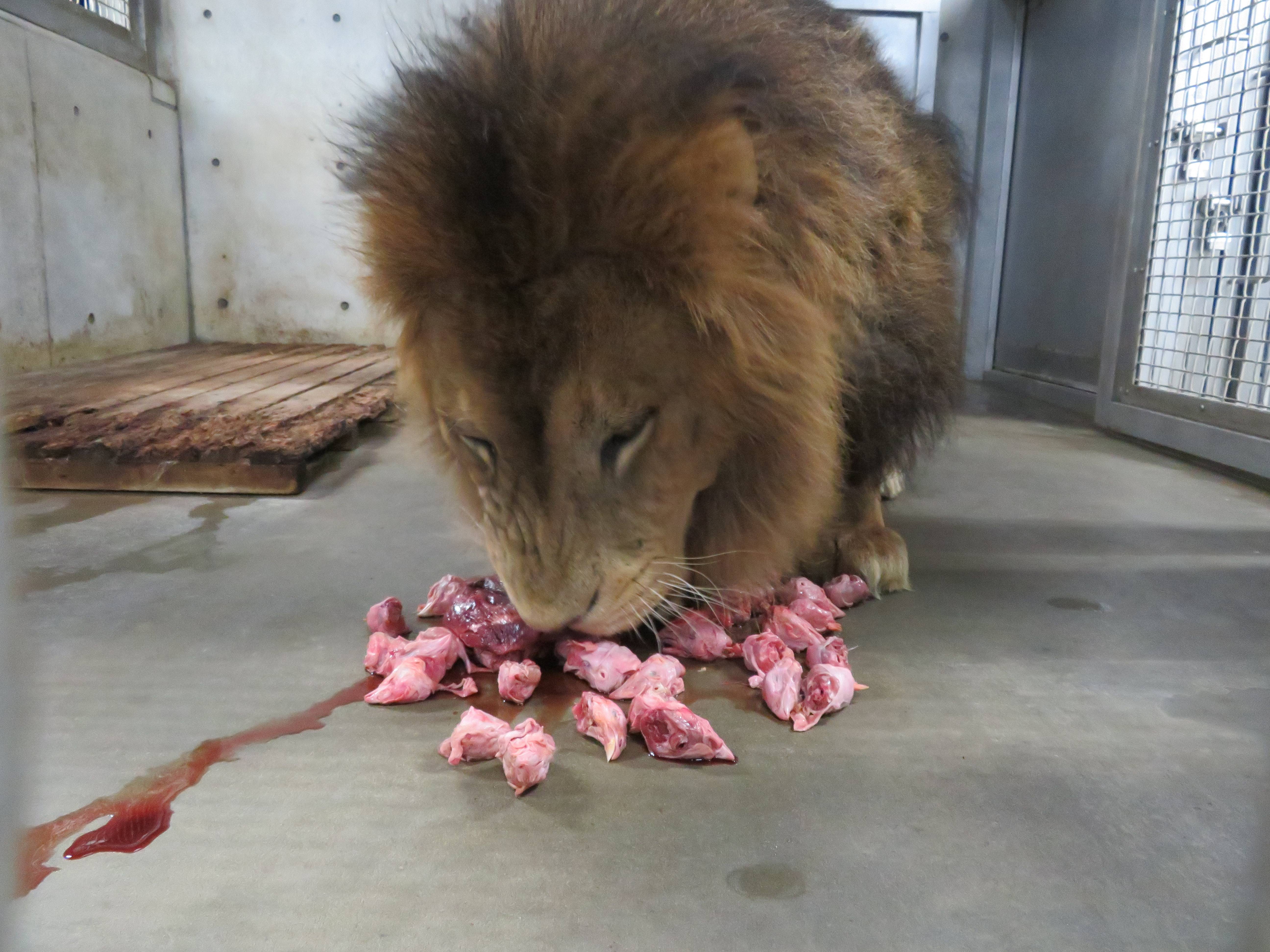 全部食べて欲しいな アフリカのサバンナ ズーラシア よこはま動物園ズーラシア公式サイト 公益財団法人 横浜市緑の協会