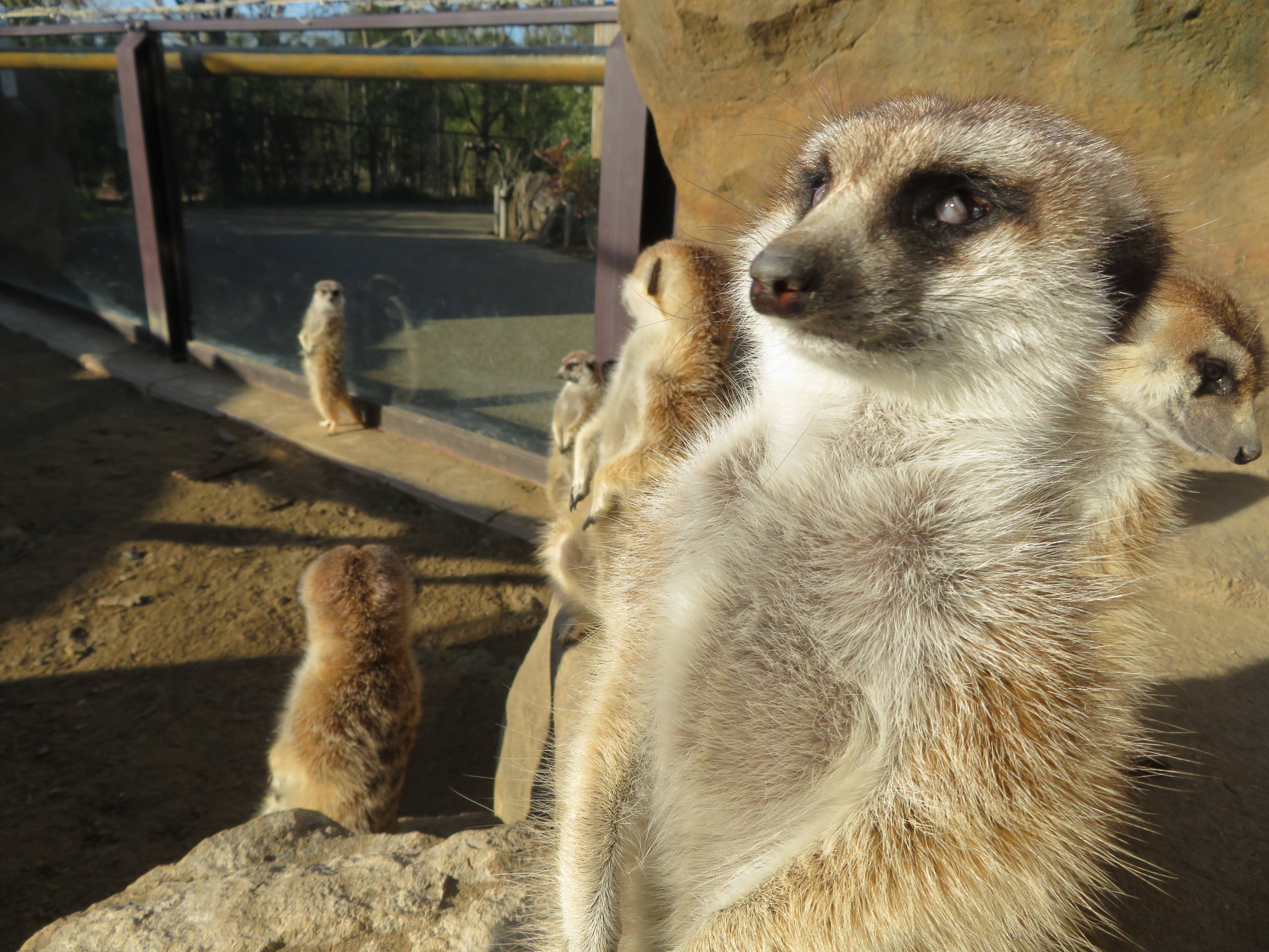 白目むき出し変顔 アフリカのサバンナ ズーラシア よこはま動物園ズーラシア公式サイト 公益財団法人 横浜市緑の協会