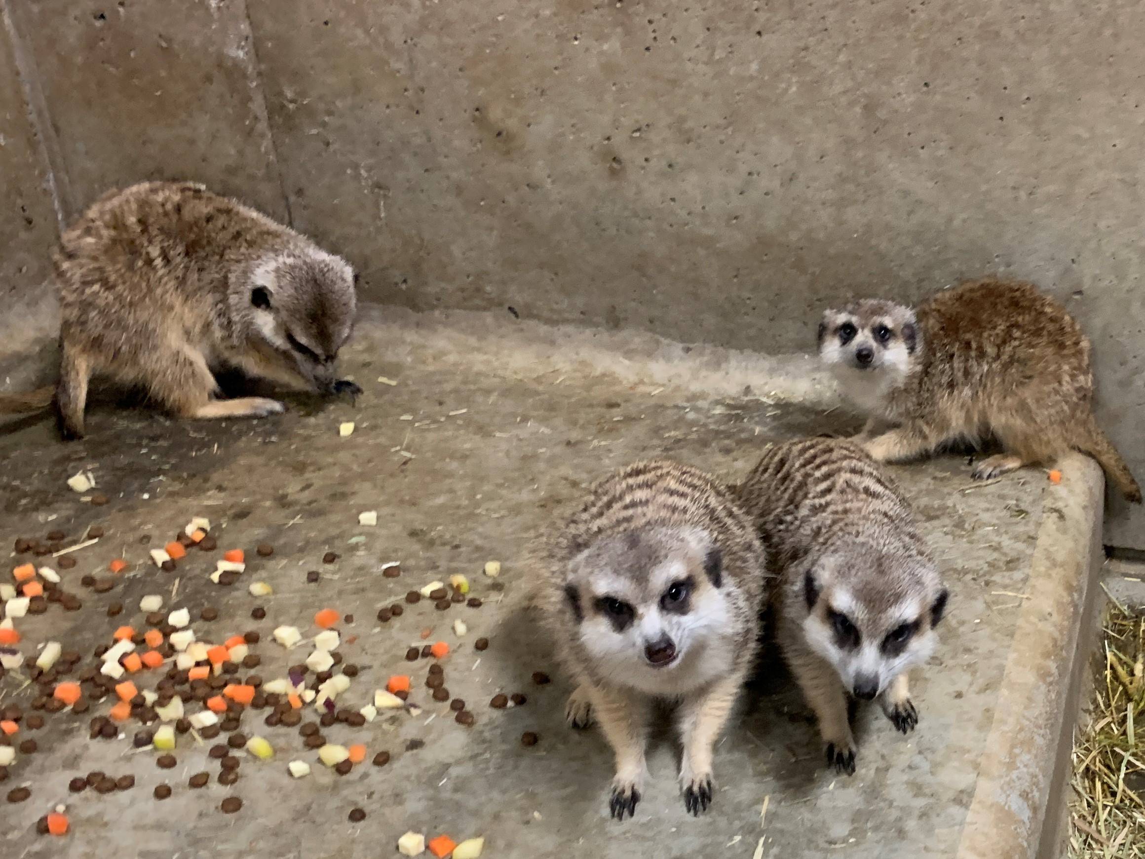 虫 はじめました アフリカのサバンナ ズーラシア よこはま動物園ズーラシア公式サイト 公益財団法人 横浜市緑の協会