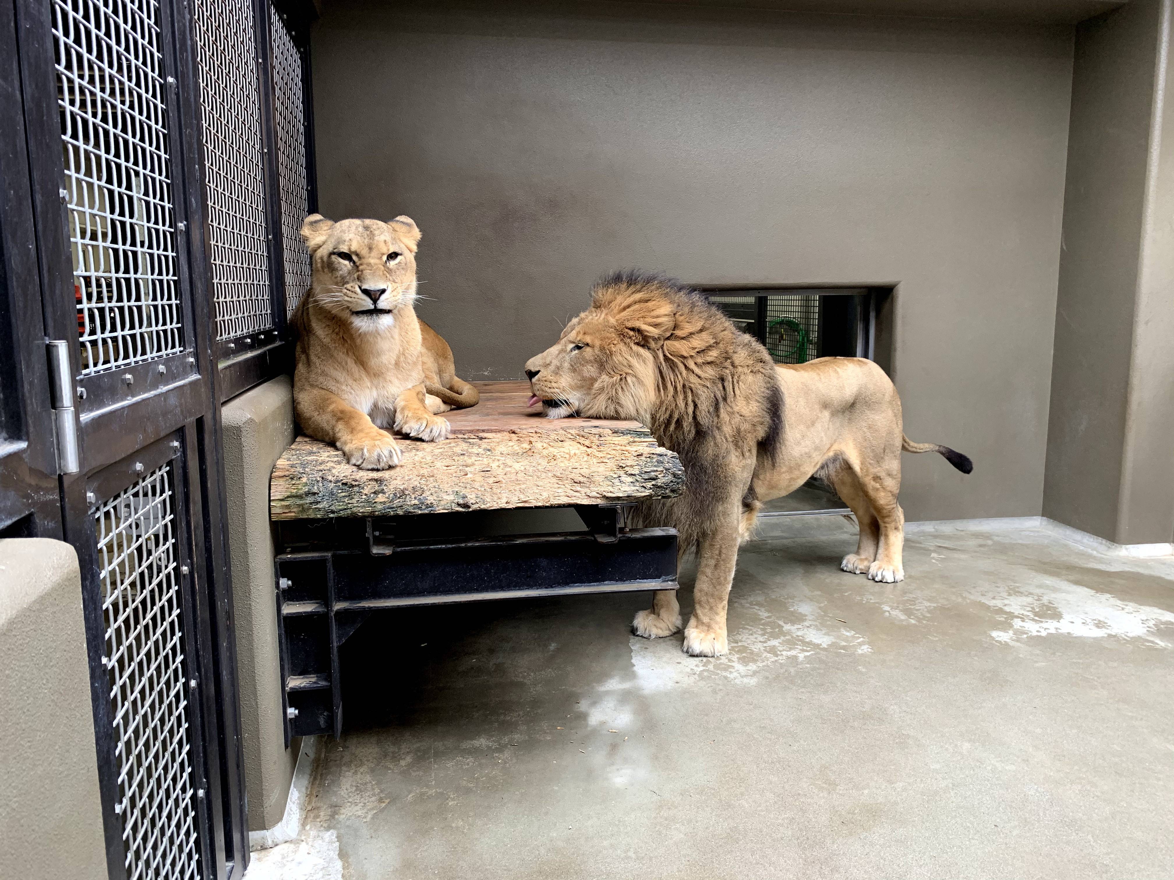 群れ飼育と展示について アフリカのサバンナ ズーラシア よこはま動物園ズーラシア公式サイト 公益財団法人 横浜市緑の協会