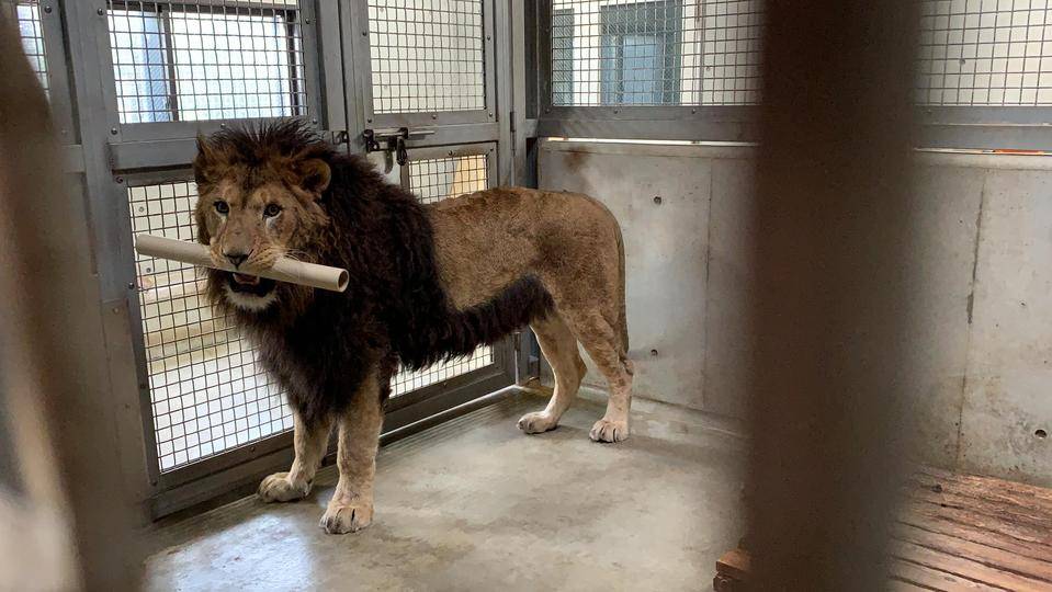 シドウの1日 アフリカのサバンナ ズーラシア よこはま動物園ズーラシア公式サイト 公益財団法人 横浜市緑の協会 シドウの1日 アフリカのサバンナ ズーラシア よこはま動物園ズーラシア公式サイト 公益財団法人 横浜市緑の協会