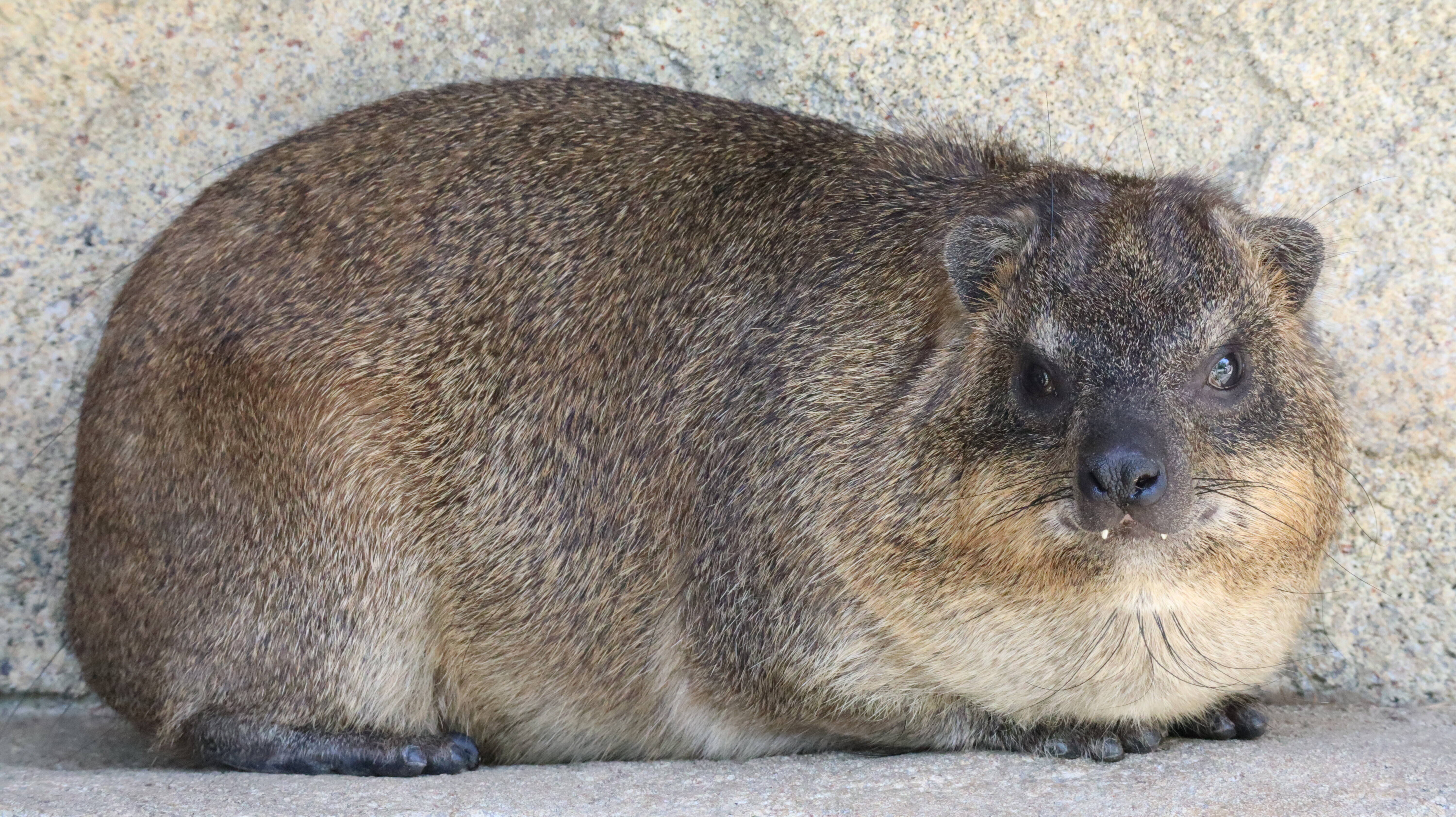 実は ゾウに近い仲間 アフリカのサバンナ ズーラシア よこはま動物園ズーラシア公式サイト 公益財団法人 横浜市緑の協会