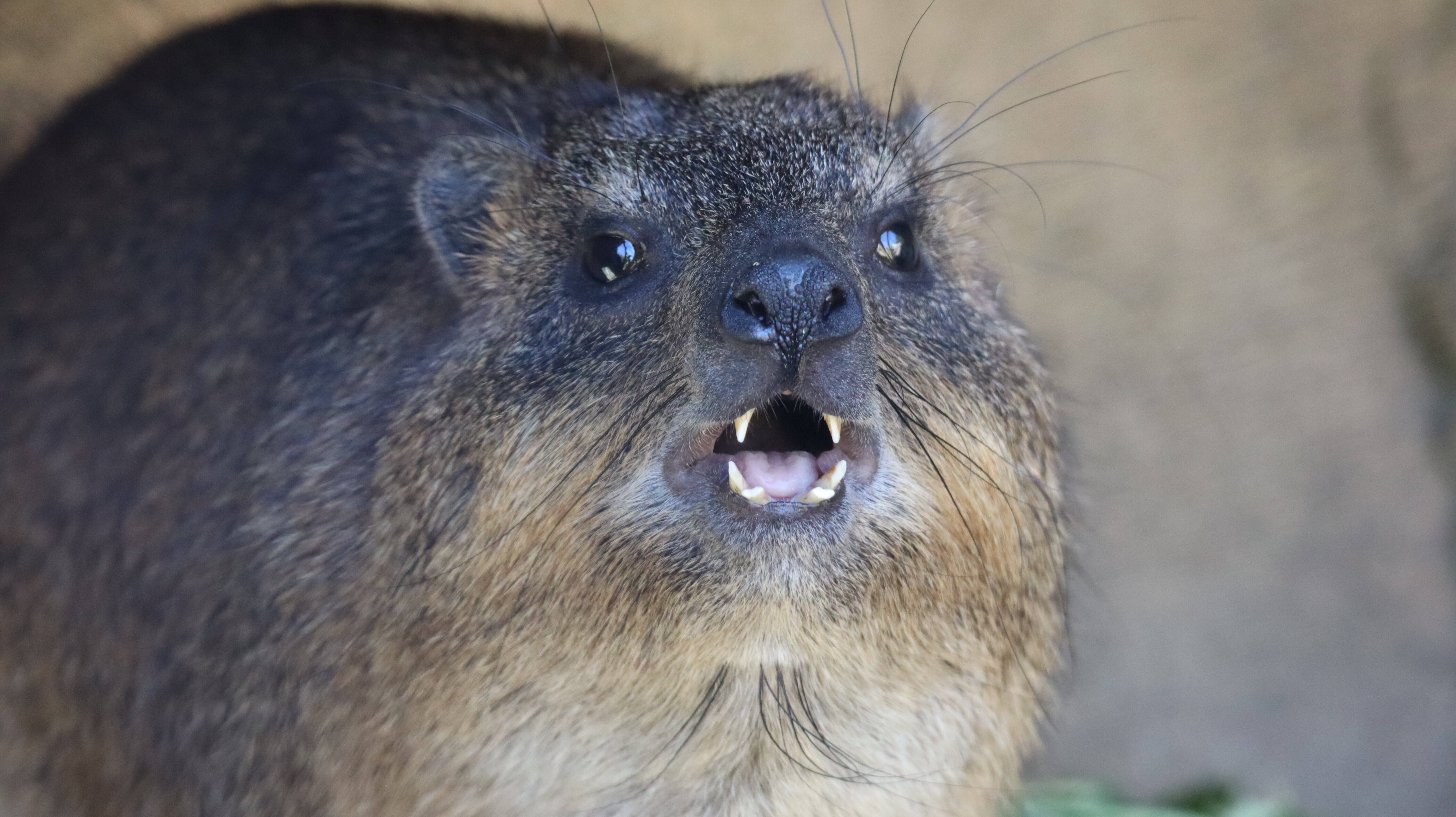 怒ってないよ アフリカのサバンナ ズーラシア よこはま動物園ズーラシア公式サイト 公益財団法人 横浜市緑の協会 怒ってないよ アフリカのサバンナ ズーラシア よこはま動物園ズーラシア公式サイト 公益財団法人 横浜市緑の協会