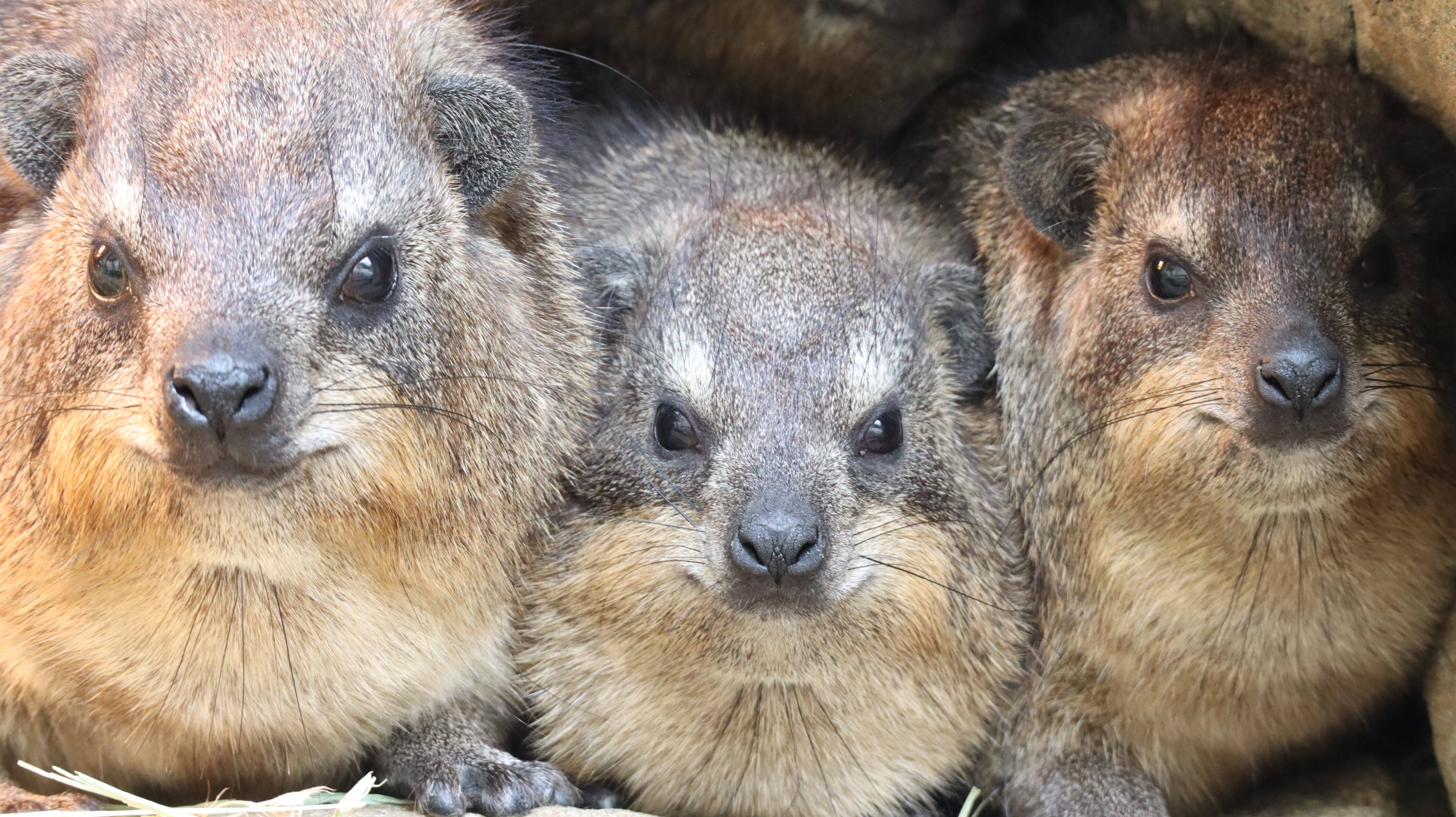 実は ゾウに近い仲間 アフリカのサバンナ ズーラシア よこはま動物園ズーラシア公式サイト 公益財団法人 横浜市緑の協会