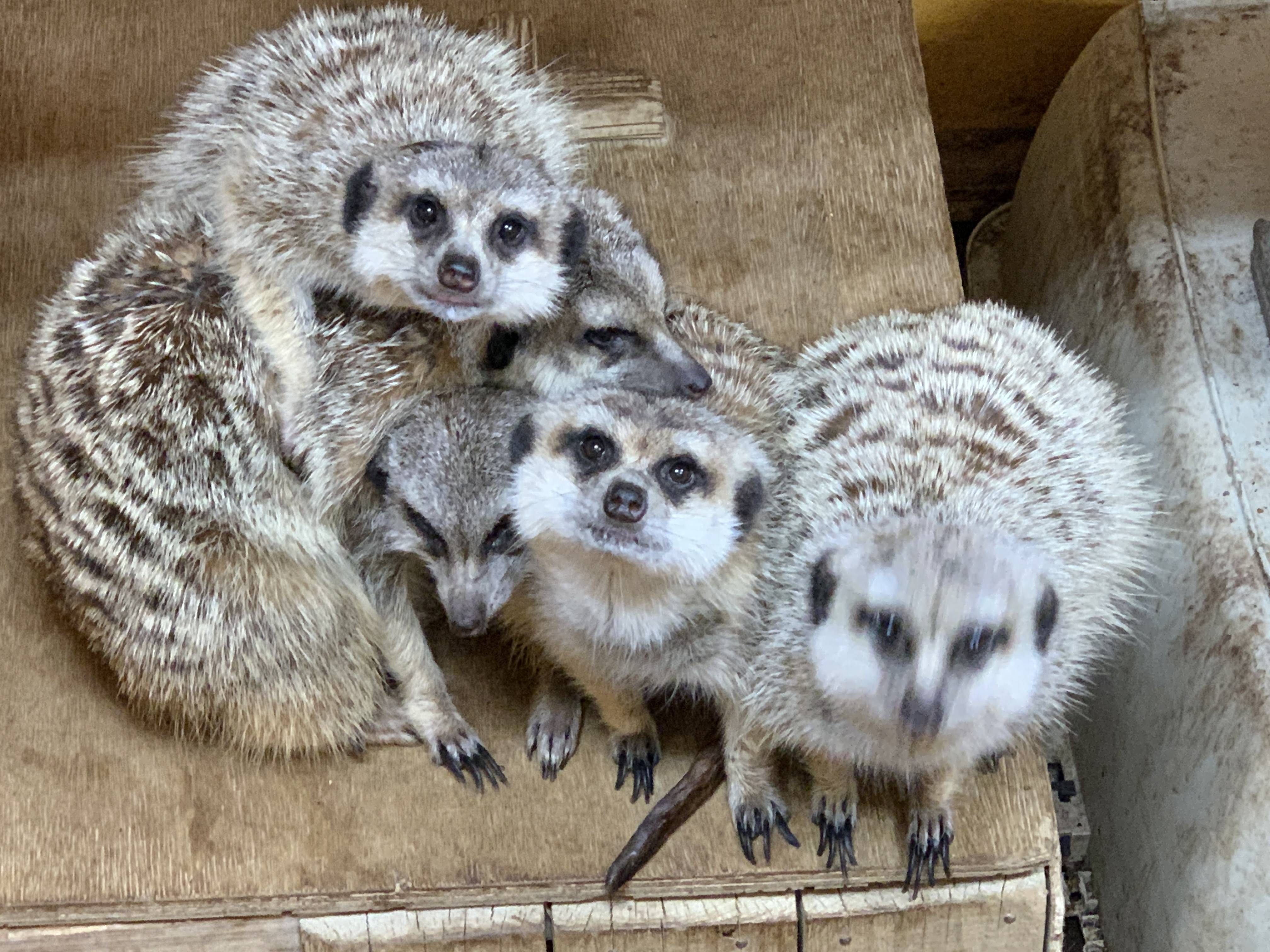 サバンナ工事の裏側 アフリカのサバンナ ズーラシア よこはま動物園ズーラシア公式サイト 公益財団法人 横浜市緑の協会