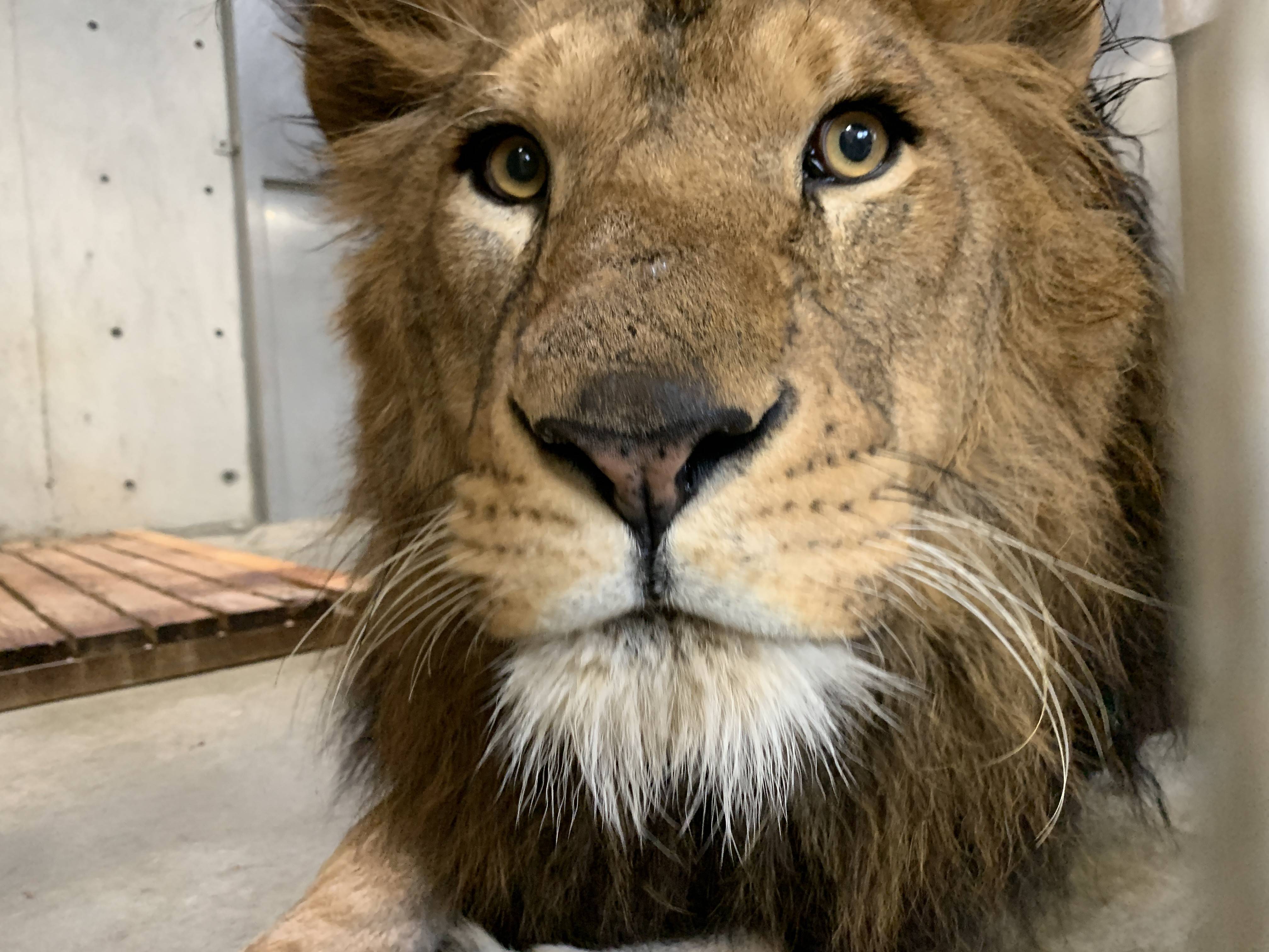 World Lion Day (｢｀・д・)｢|アフリカのサバンナ＠ズーラシア