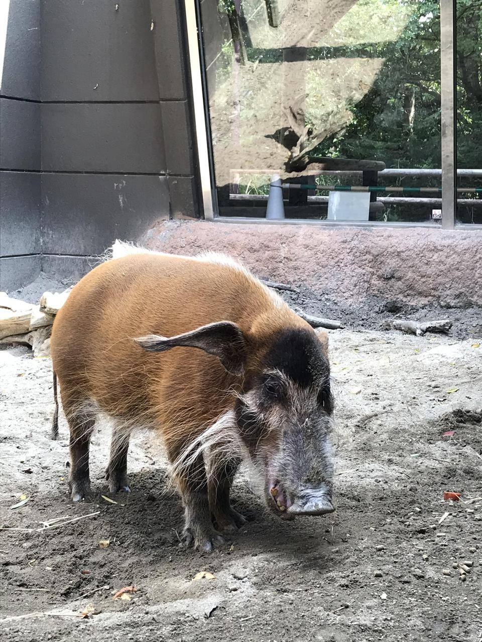 イノシシだって 量ります 飼育日誌 よこはま動物園ズーラシア公式サイト 公益財団法人 横浜市緑の協会