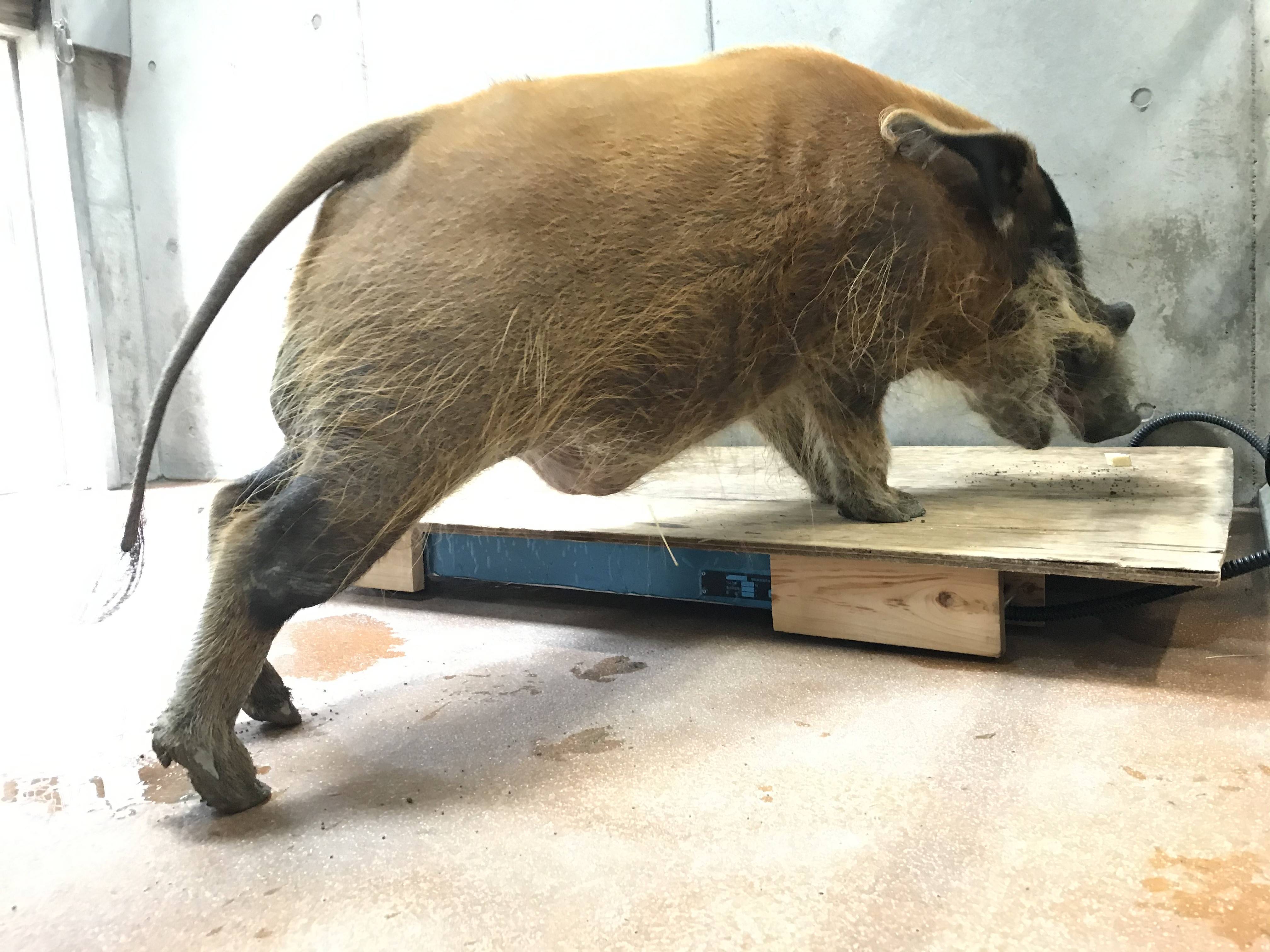 イノシシだって 量ります 飼育日誌 よこはま動物園ズーラシア公式サイト 公益財団法人 横浜市緑の協会