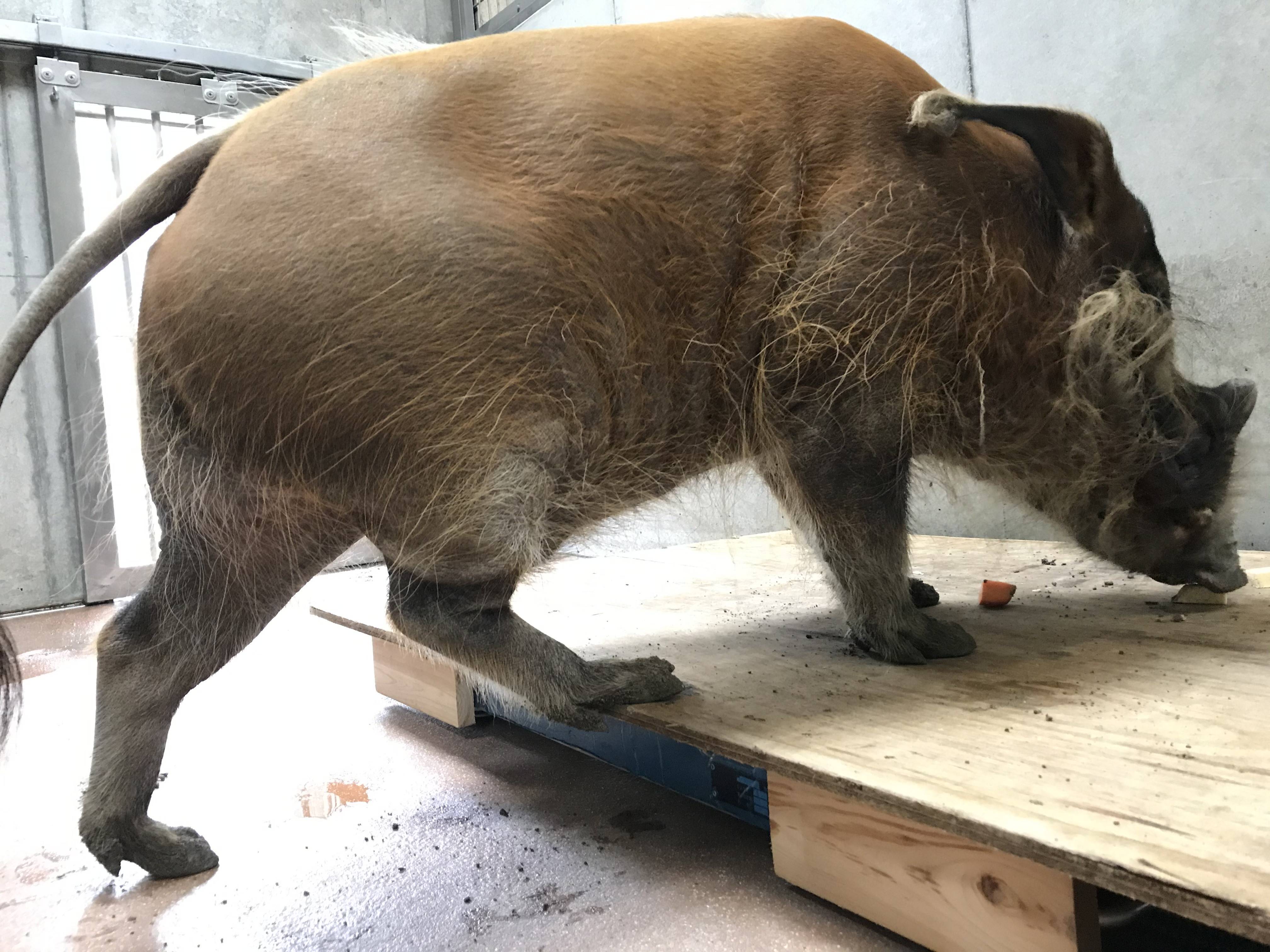 イノシシだって 量ります 飼育日誌 よこはま動物園ズーラシア公式サイト 公益財団法人 横浜市緑の協会