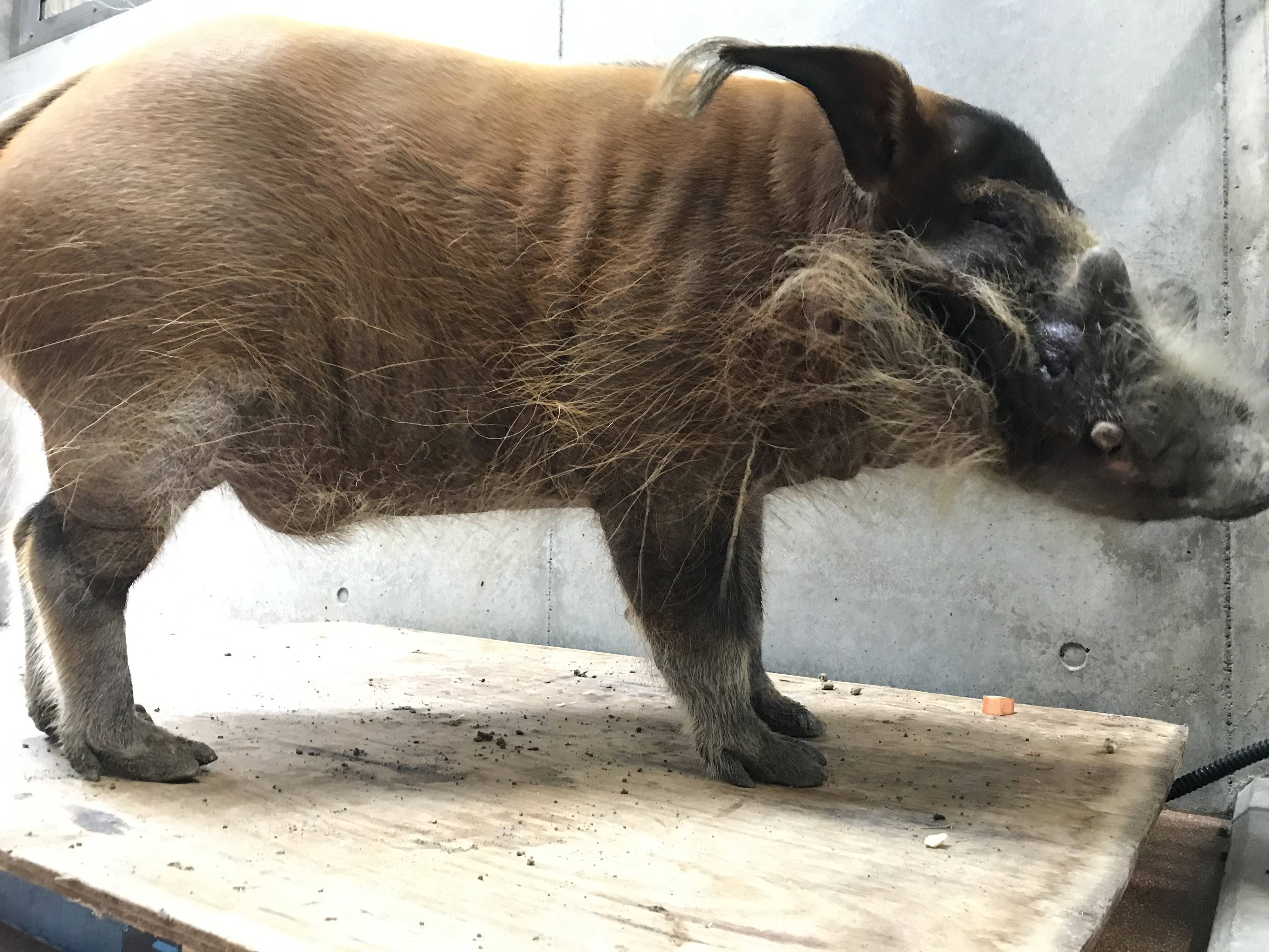イノシシだって 量ります 飼育日誌 よこはま動物園ズーラシア公式サイト 公益財団法人 横浜市緑の協会