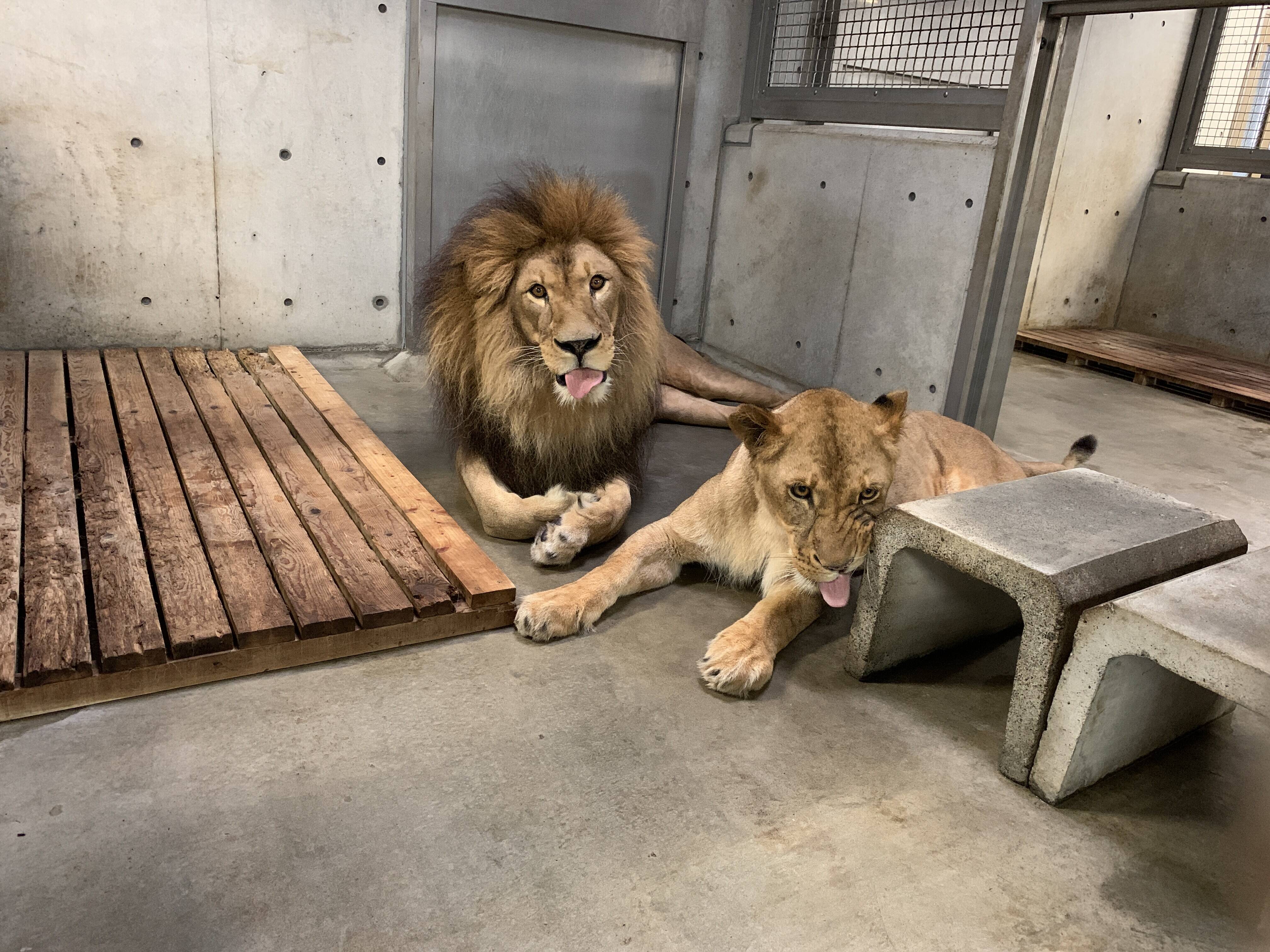 ライオンのソラが出園しました アフリカのサバンナ ズーラシア よこはま動物園ズーラシア公式サイト 公益財団法人 横浜市緑の協会