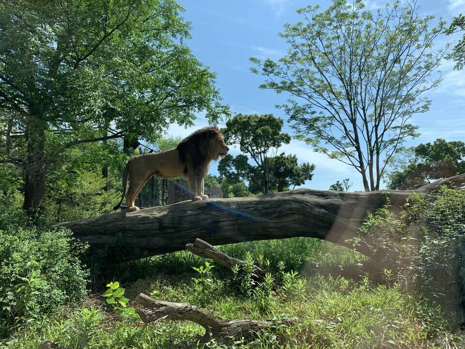 世界ライオンの日 アフリカのサバンナ ズーラシア よこはま動物園ズーラシア公式サイト 公益財団法人 横浜市緑の協会