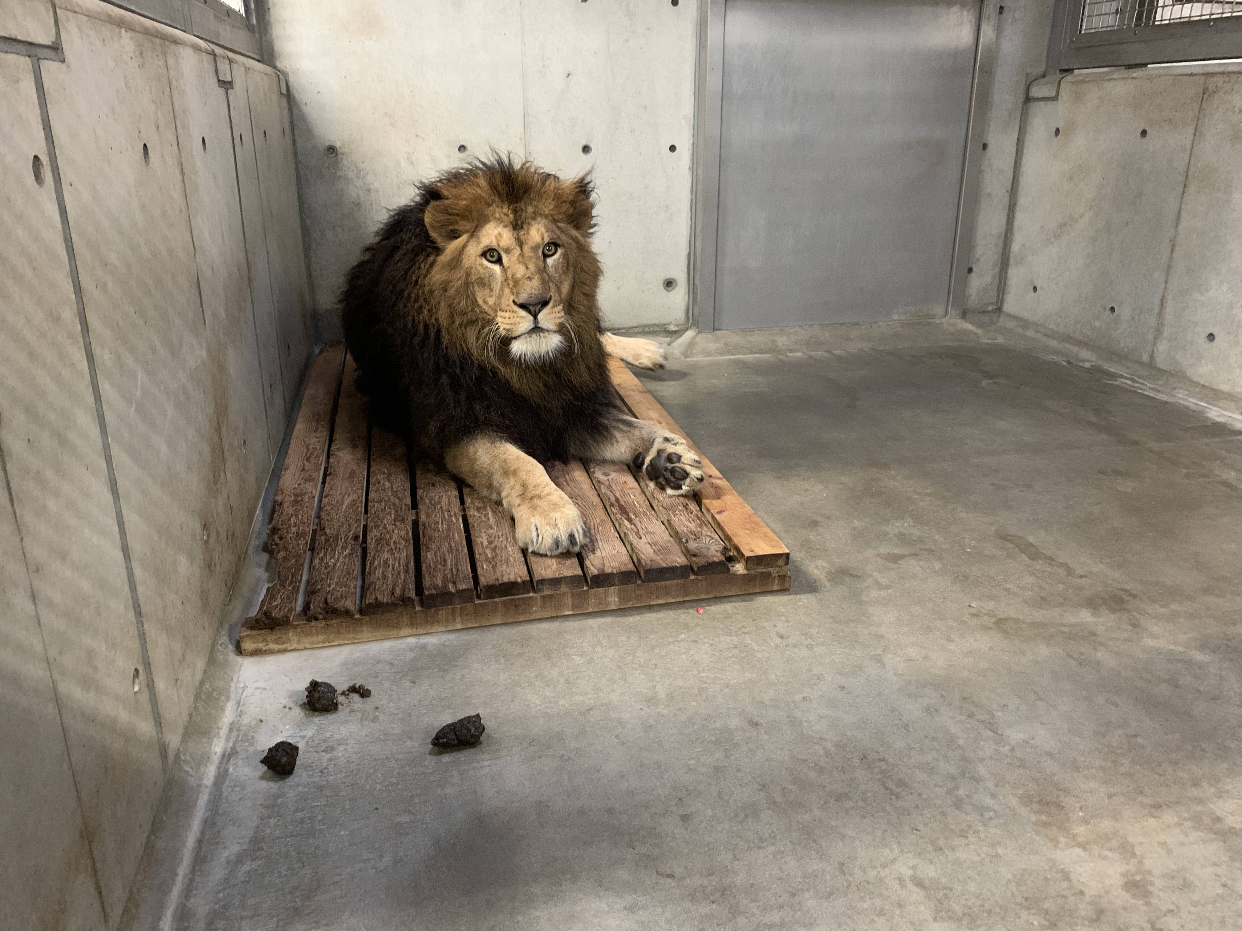 うんち アフリカのサバンナ ズーラシア よこはま動物園ズーラシア公式サイト 公益財団法人 横浜市緑の協会