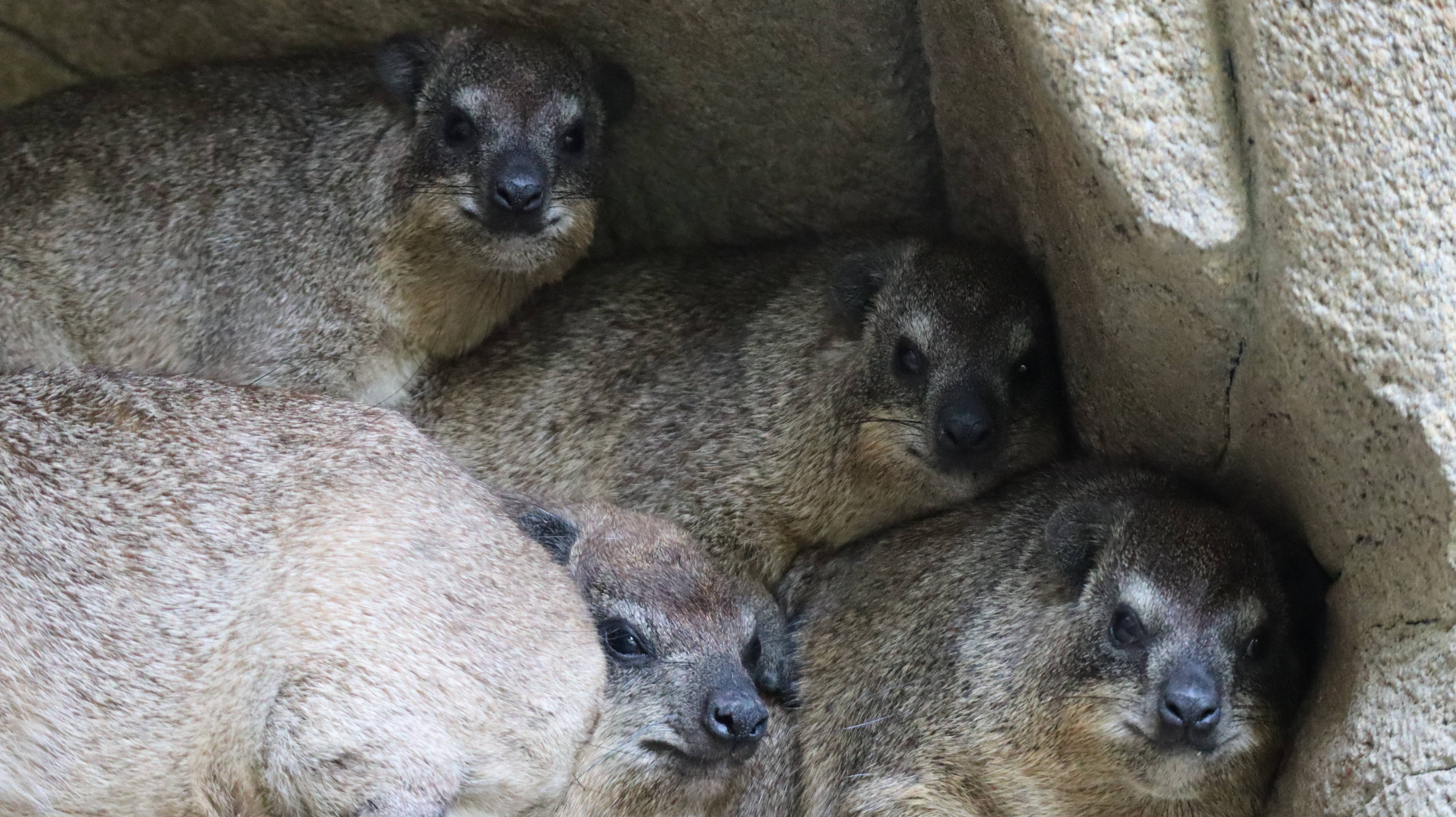 ケープハイラックスでよく見る光景 アフリカのサバンナ ズーラシア よこはま動物園ズーラシア公式サイト 公益財団法人 横浜市緑の協会 ケープハイラックスでよく見る光景 アフリカのサバンナ ズーラシア よこはま動物園ズーラシア公式サイト 公益財団法人 横浜市緑の協会