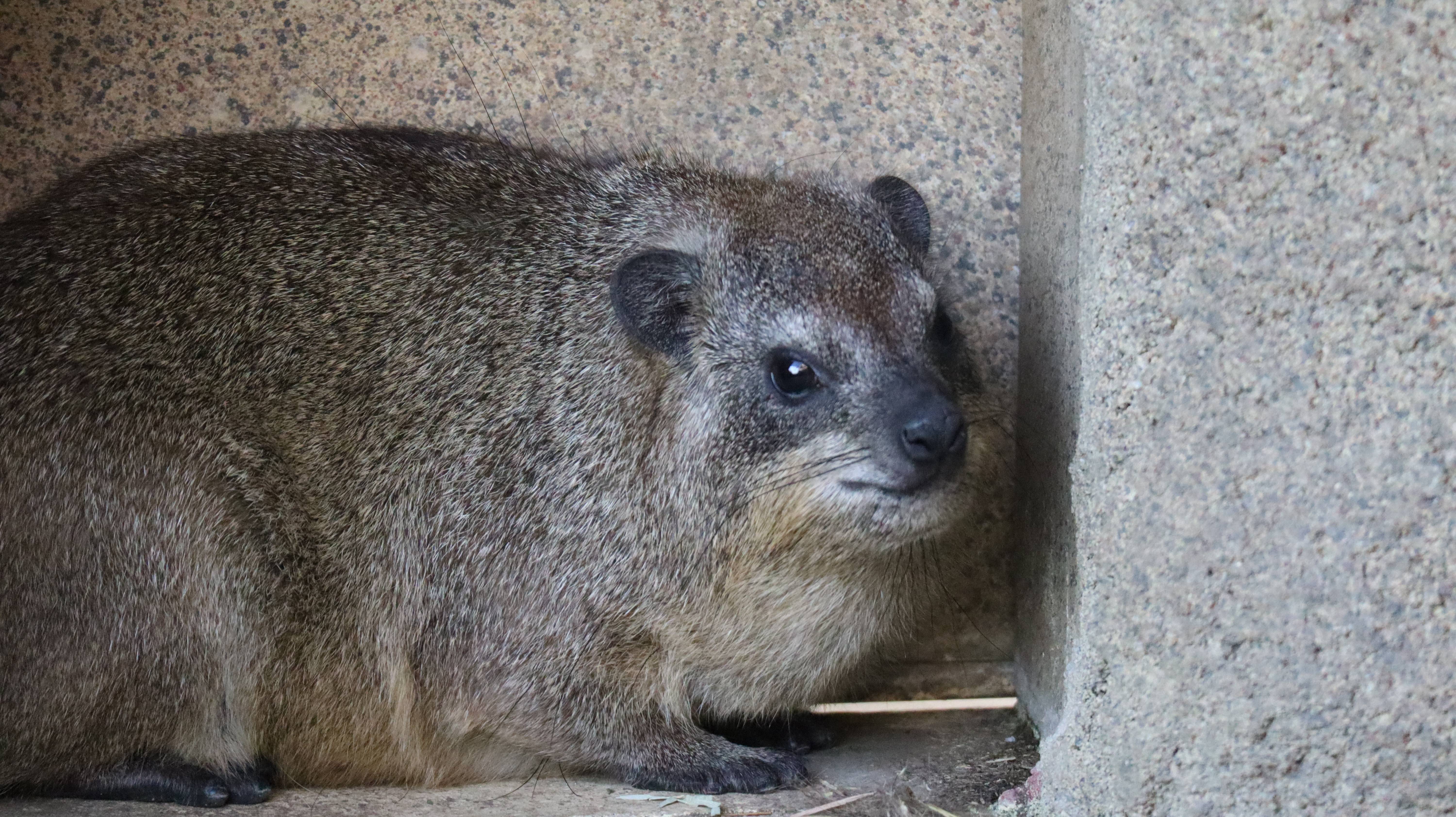 あらためてケープハイラックスのご紹介 アフリカのサバンナ ズーラシア よこはま動物園ズーラシア公式サイト 公益財団法人 横浜市緑の協会 あらためてケープハイラックスのご紹介 アフリカのサバンナ ズーラシア よこはま動物園ズーラシア公式サイト 公益財団法人 横浜市緑の協会