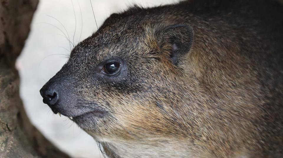 ケープハイラックスの体重測定 アフリカのサバンナ ズーラシア よこはま動物園ズーラシア公式サイト 公益財団法人 横浜市緑の協会 ケープハイラックスの体重測定 アフリカのサバンナ ズーラシア よこはま動物園ズーラシア公式サイト 公益財団法人 横浜市緑の協会