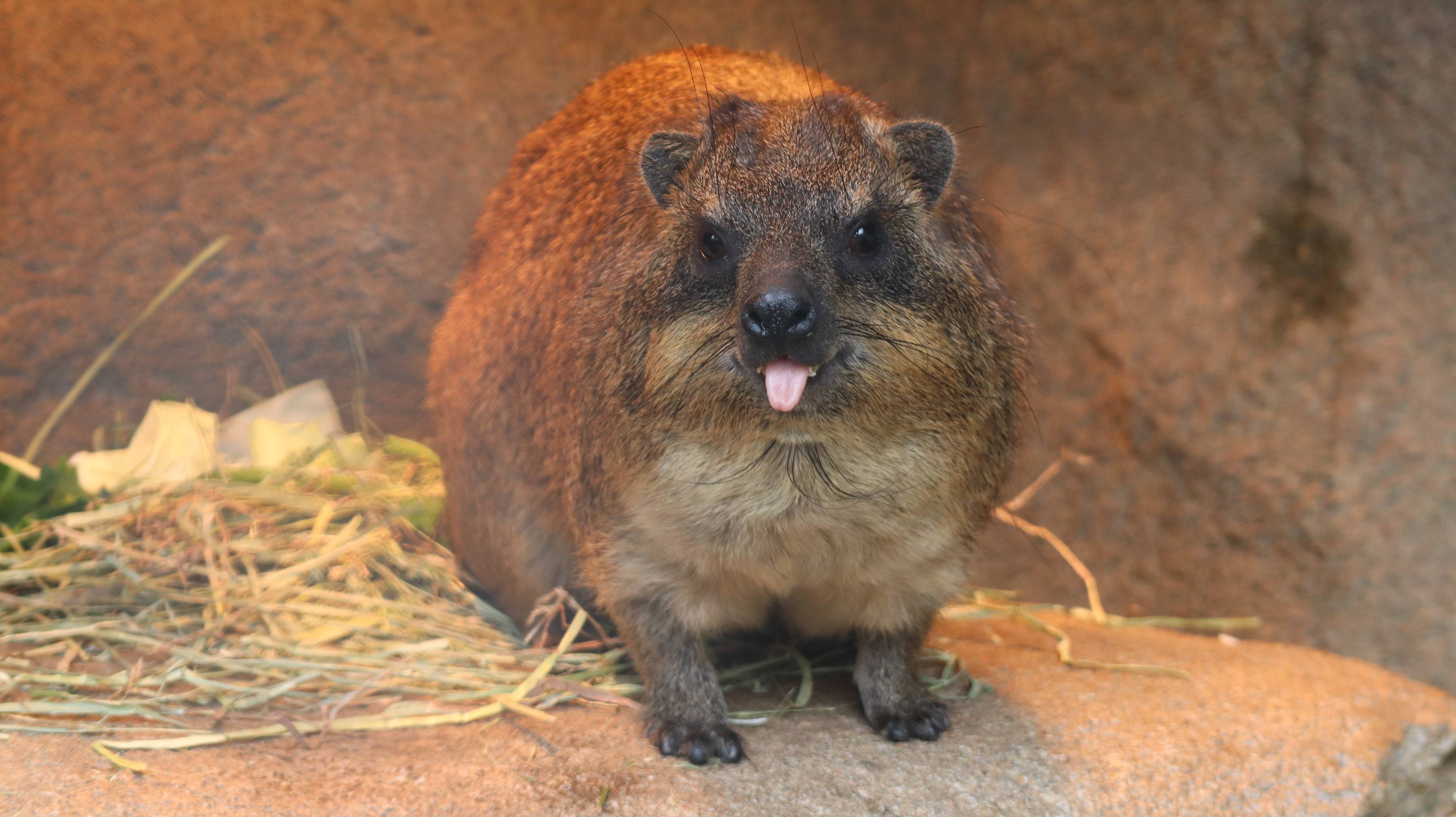 ケープハイラックスのとっておきタイム アフリカのサバンナ ズーラシア よこはま動物園ズーラシア公式サイト 公益財団法人 横浜市緑の協会 ケープハイラックスのとっておきタイム アフリカのサバンナ ズーラシア よこはま動物園ズーラシア公式サイト 公益財団法人 横浜市緑の協会