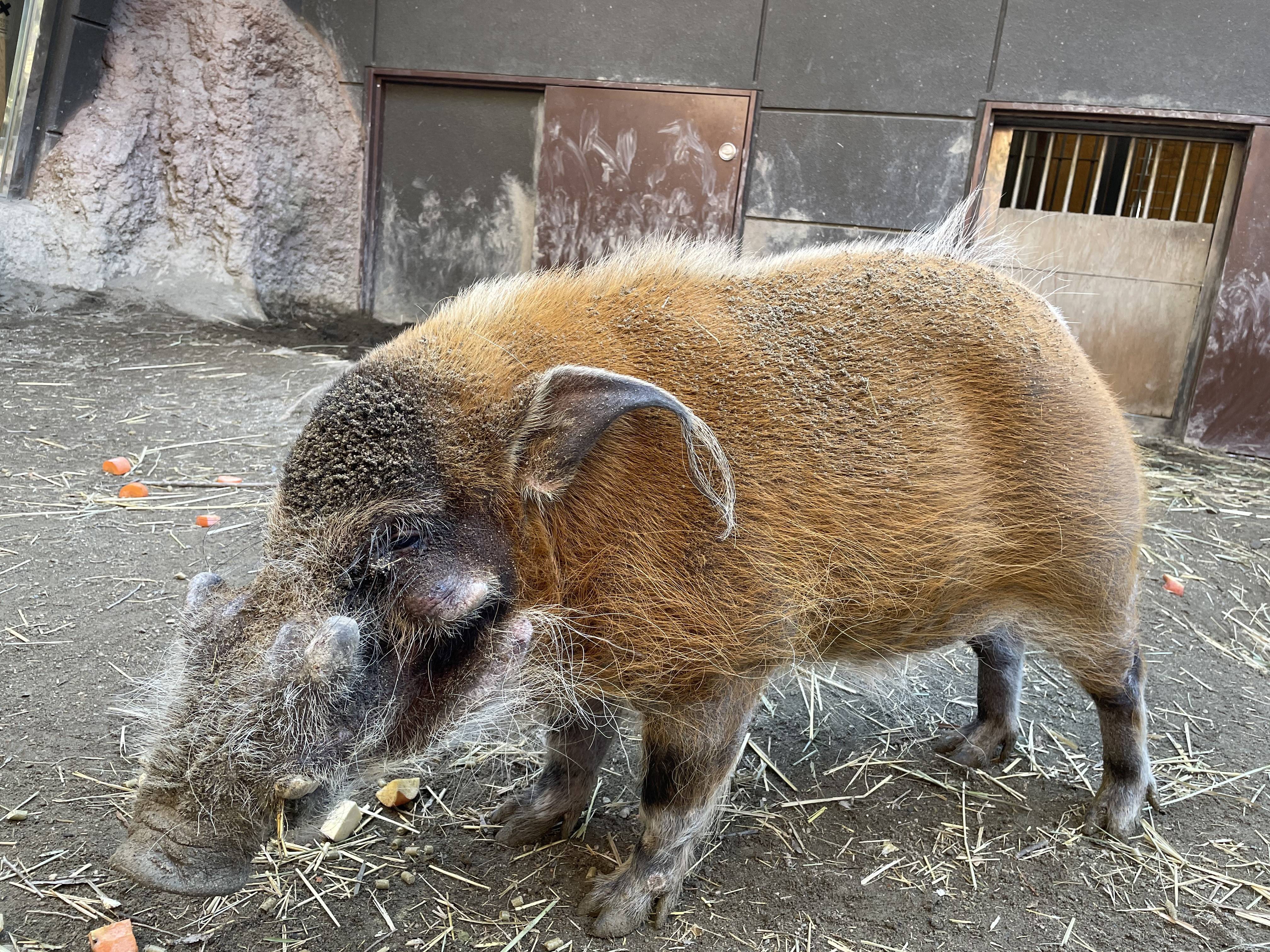 にまみれる系イノシシ 飼育日誌 よこはま動物園ズーラシア公式サイト 公益財団法人 横浜市緑の協会