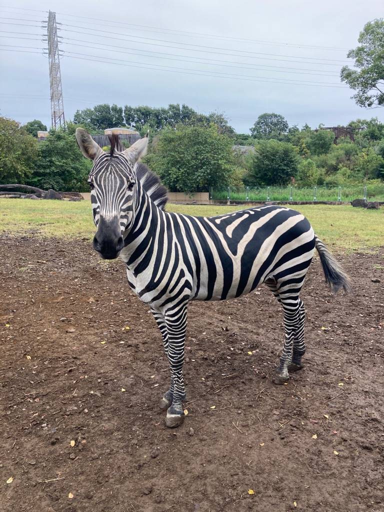 サバンナエリアの１ショットブログ その８１ アフリカのサバンナ ズーラシア よこはま動物園ズーラシア公式サイト 公益財団法人 横浜市緑の協会