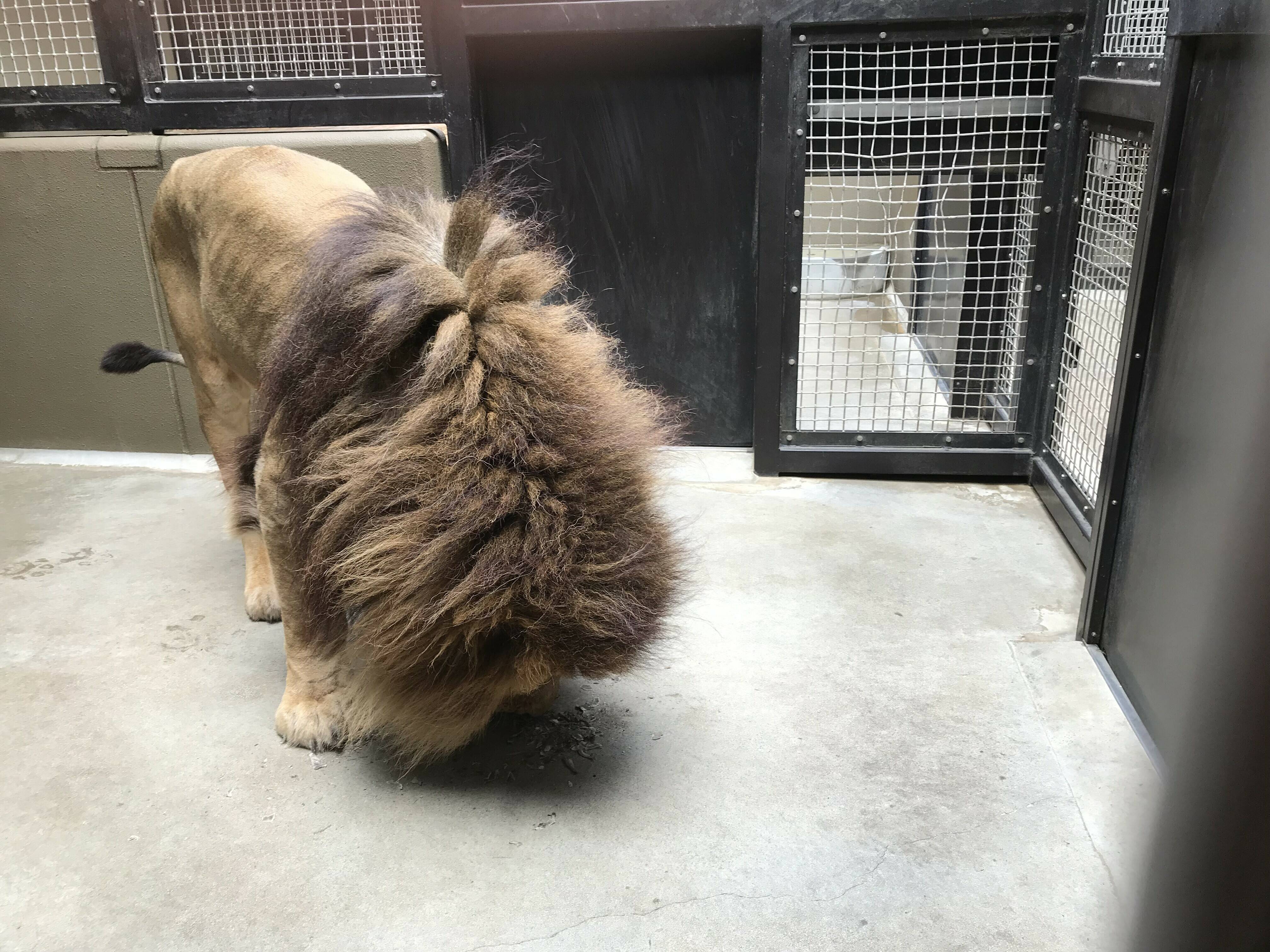 魅惑のかほり アフリカのサバンナ ズーラシア よこはま動物園ズーラシア公式サイト 公益財団法人 横浜市緑の協会