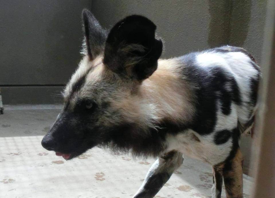 サボ左耳欠けtokucyou .jpg