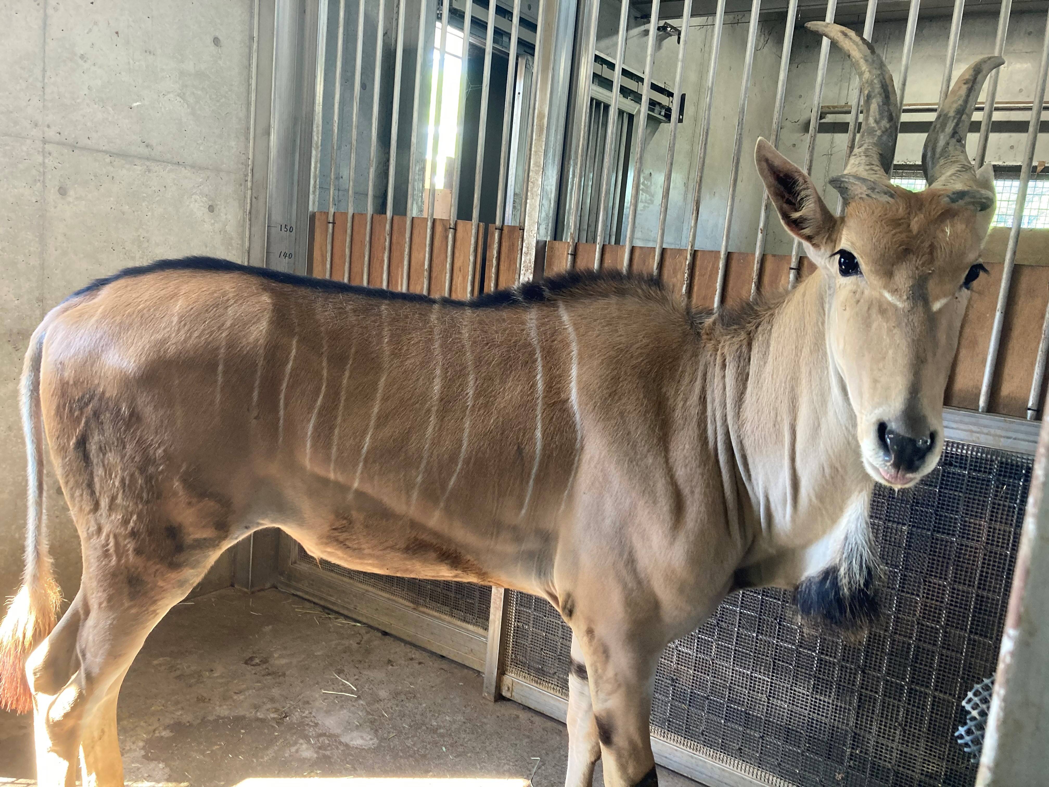エランド引っ越しラッシュ アフリカのサバンナ ズーラシア よこはま動物園ズーラシア公式サイト 公益財団法人 横浜市緑の協会