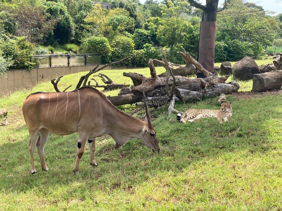 エランドのカルーア採食中とチーター休憩中.jpg