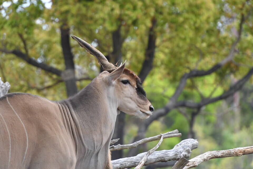オスとメスの違い エランド編 アフリカのサバンナ ズーラシア よこはま動物園ズーラシア公式サイト 公益財団法人 横浜市緑の協会
