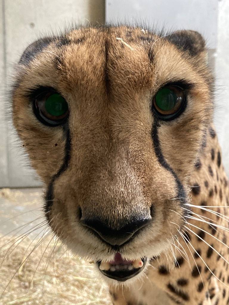 チーターのサハラ(メス)のドアップ.jpg