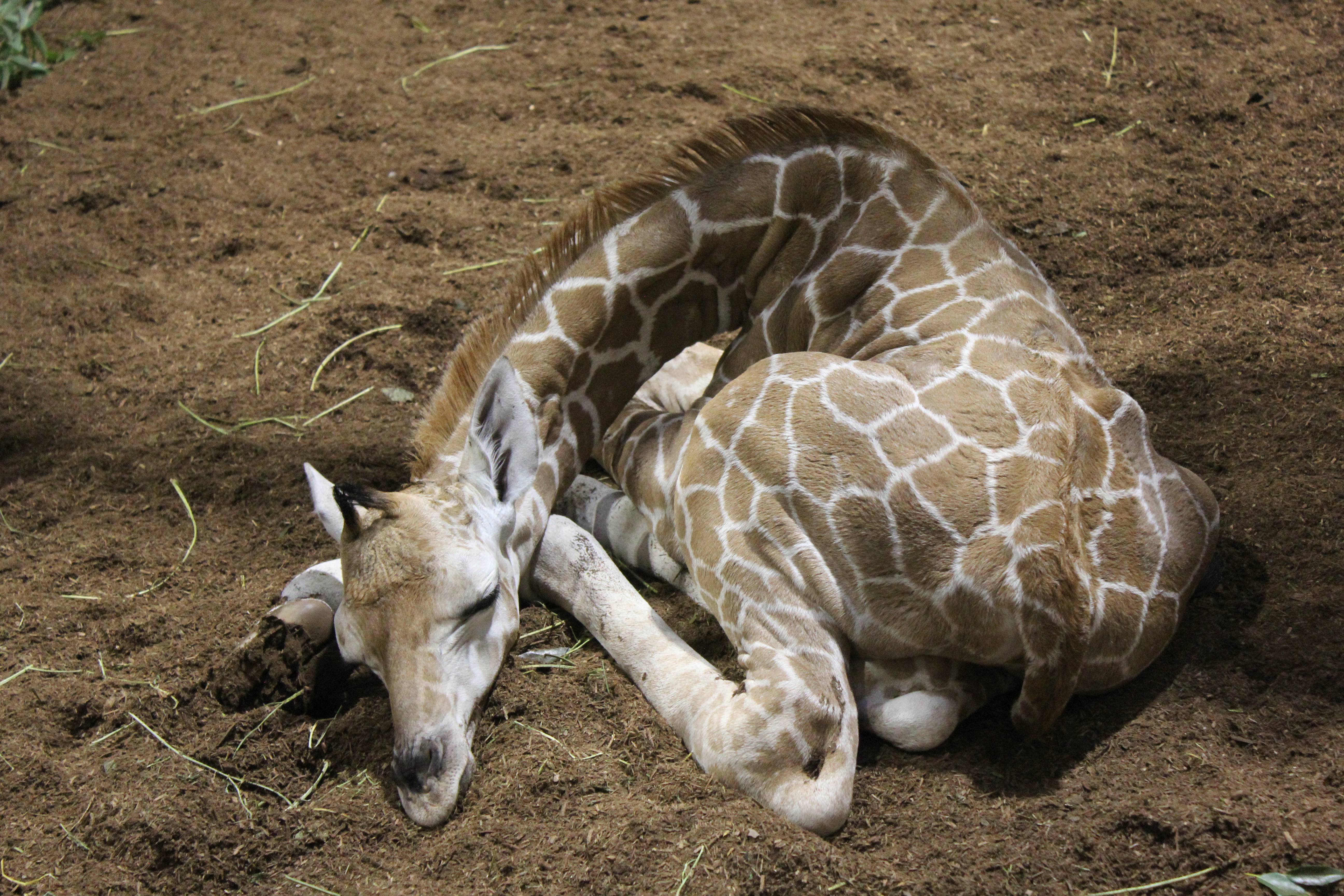 子キリンの寝姿特集 アフリカのサバンナ ズーラシア よこはま動物園ズーラシア公式サイト 公益財団法人 横浜市緑の協会