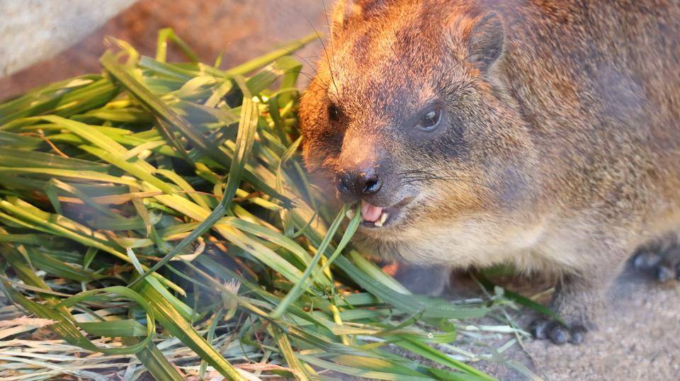 IMG_0184 - コピー.jpg